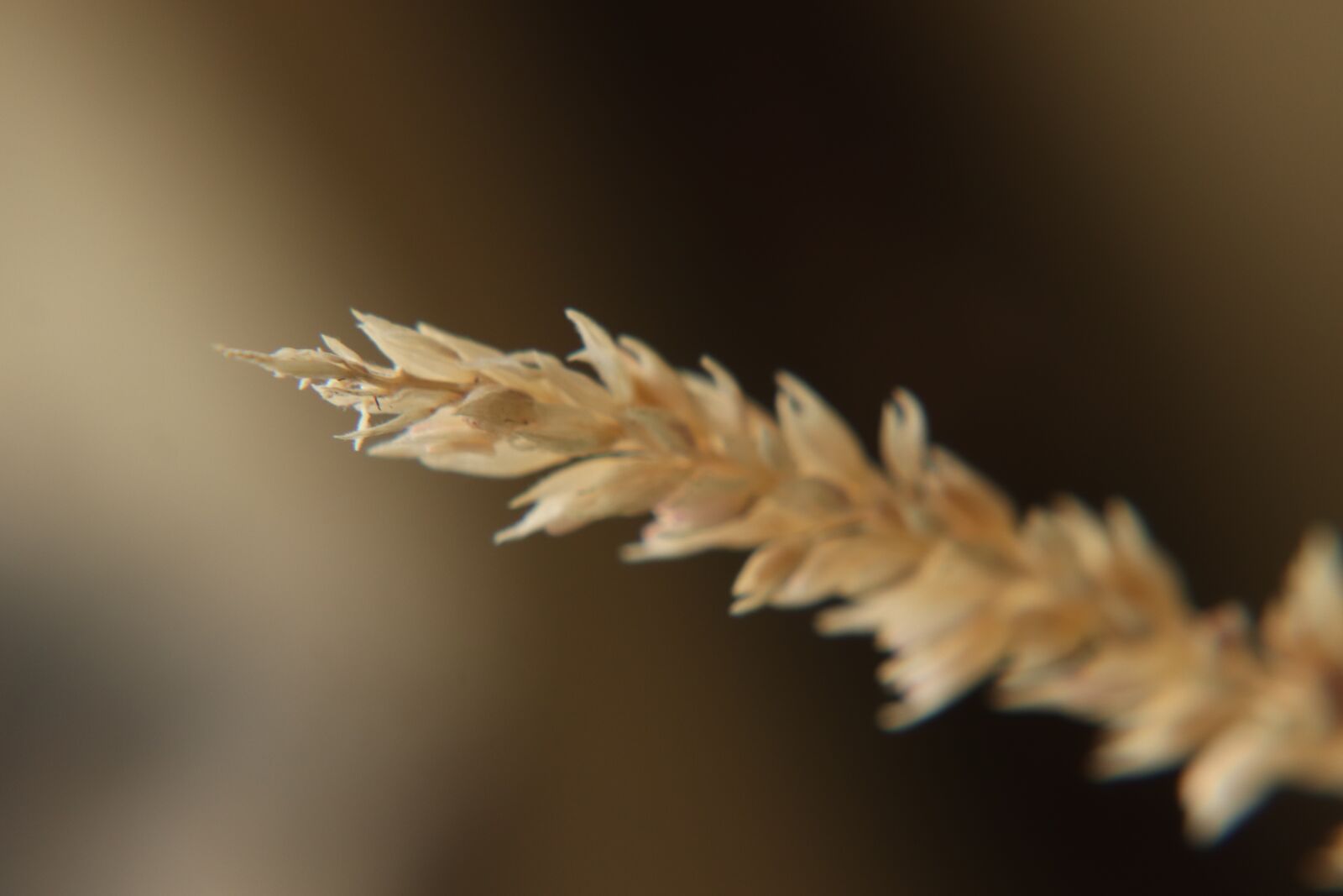 Canon EF-S 55-250mm F4-5.6 IS STM sample photo. Nature, bokeh, macro photography