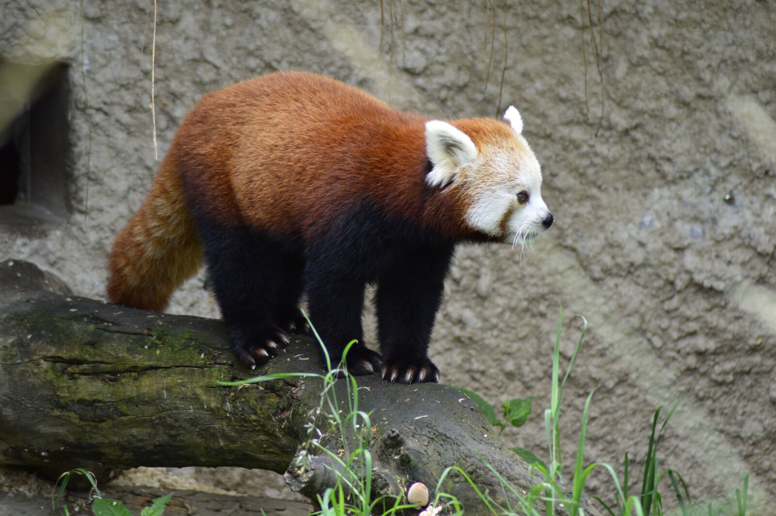 Nikon D3200 sample photo. Animal, red panda, zoo photography