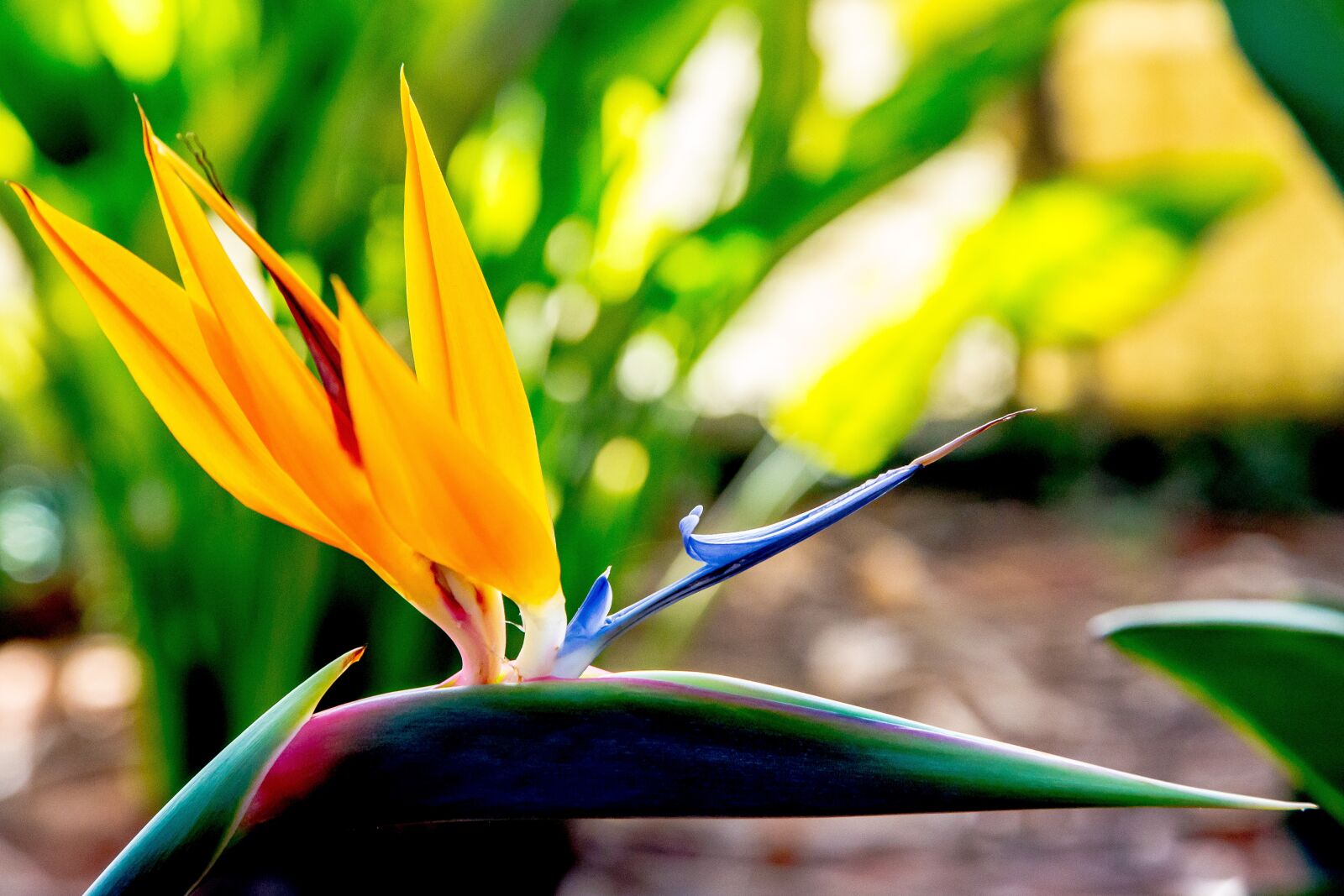 Canon EOS 6D + Canon EF 24-105mm F4L IS USM sample photo. Flower, plant, nature photography