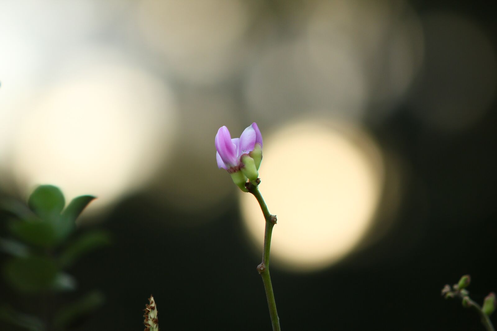 Canon EOS 60D sample photo. Flower, garden, bokeh photography