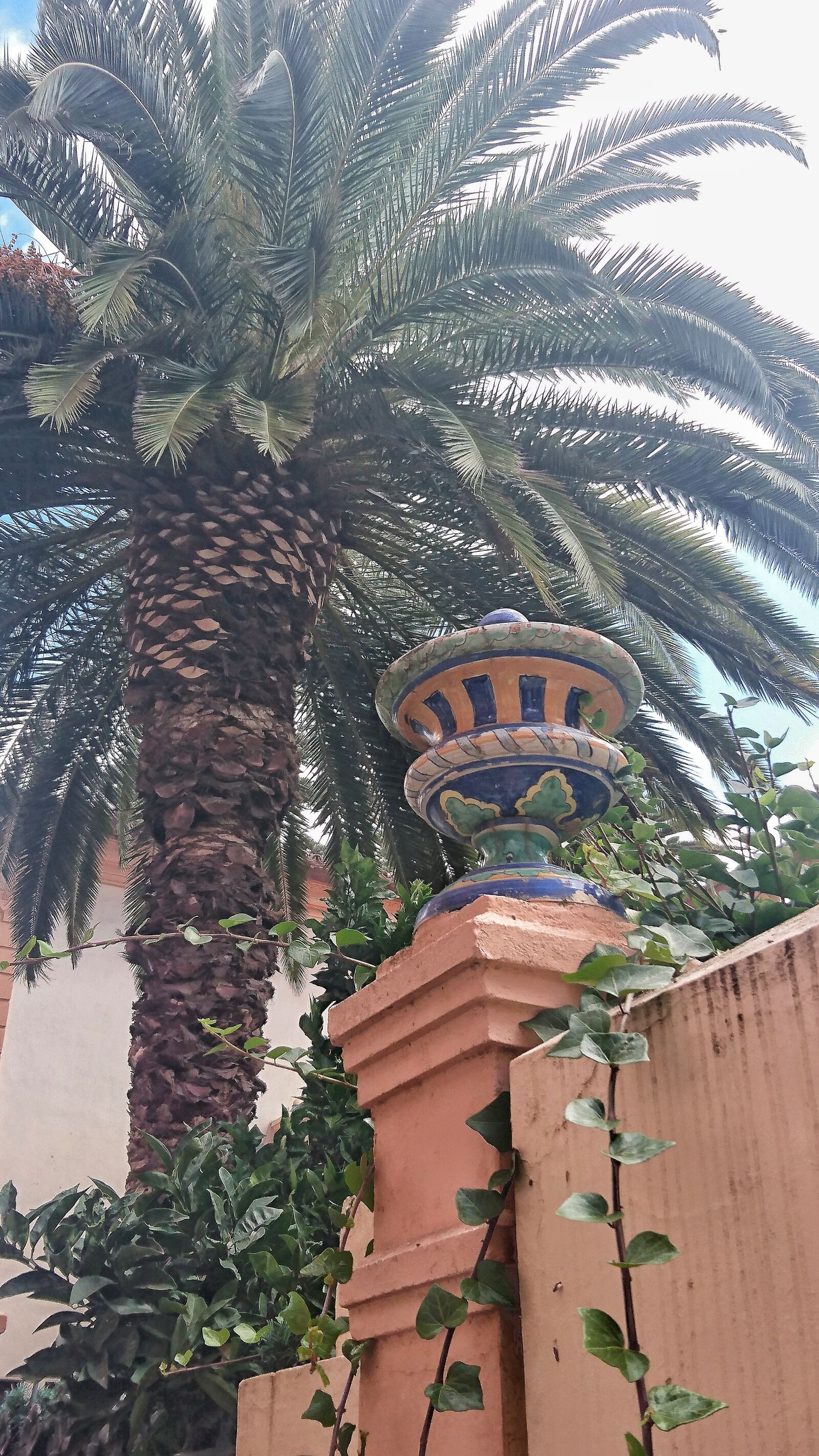 Sony Xperia Z5 Compact sample photo. Palm, tree, and, vase photography