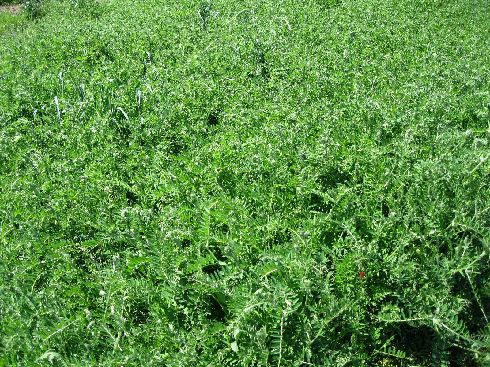 Canon PowerShot A3100 IS sample photo. Hairy vetch, cover crop photography