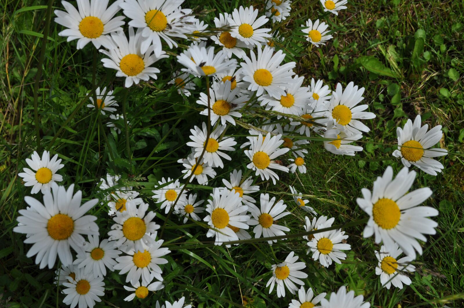 Nikon D5000 sample photo. Daisy, flower, nature photography