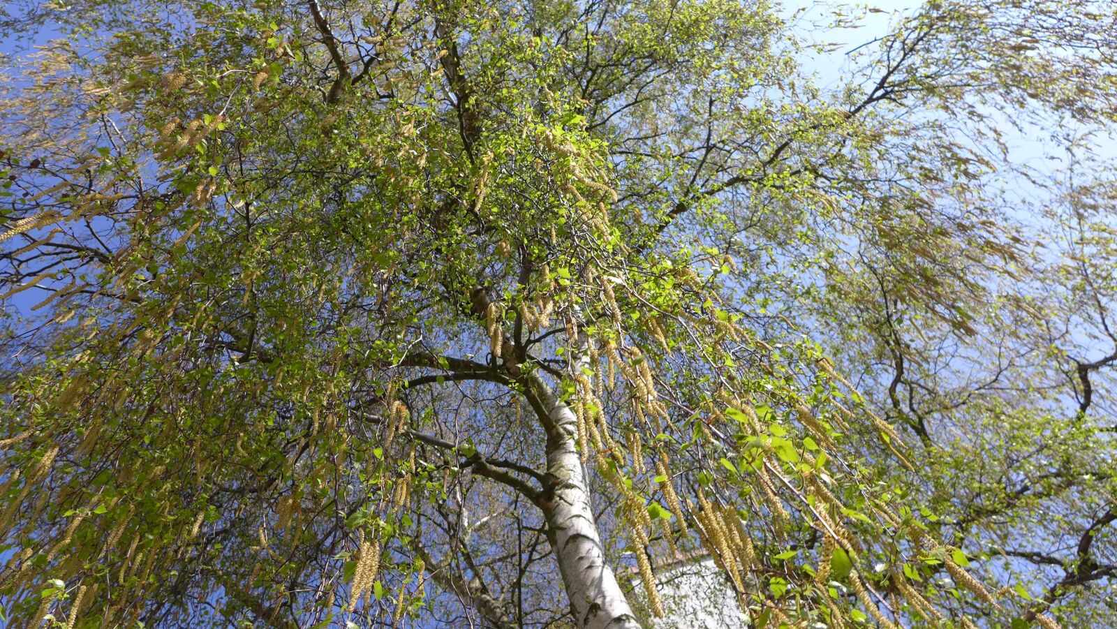Panasonic Lumix DMC-LX7 sample photo. Birch, spring, tree photography