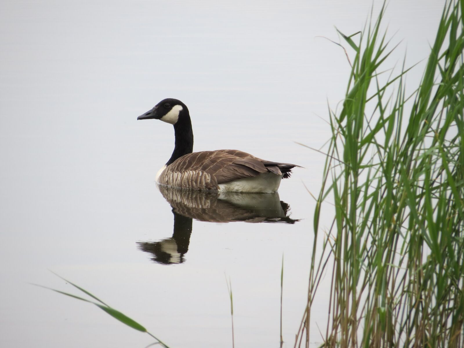 Canon PowerShot SX40 HS sample photo. Canada goose, summer, finnish photography