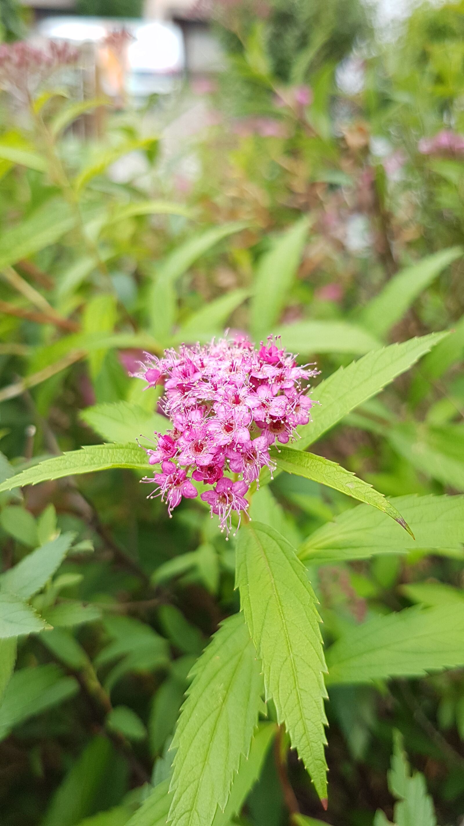 Samsung Galaxy S7 sample photo. Spiraea japonica, flower, red photography