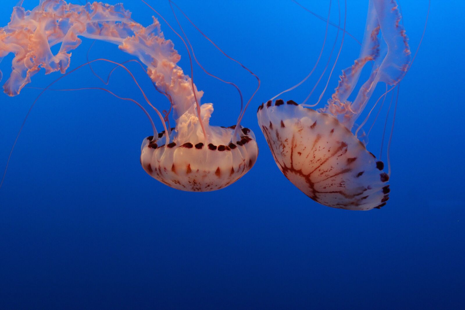 Canon EOS 1300D (EOS Rebel T6 / EOS Kiss X80) sample photo. Jellyfish, aquarium, underwater photography