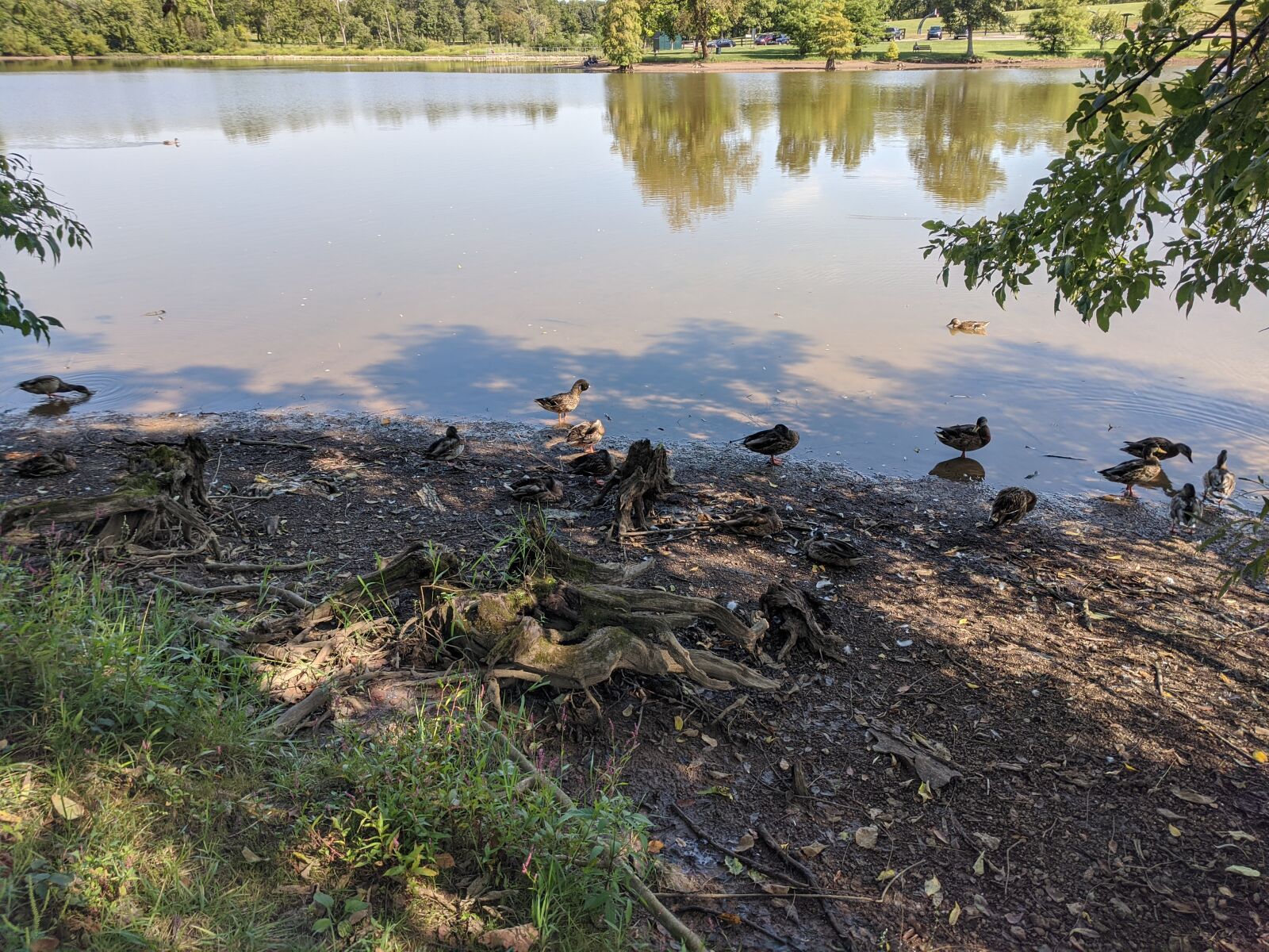 Google Pixel sample photo. Ducks, lake, summer photography