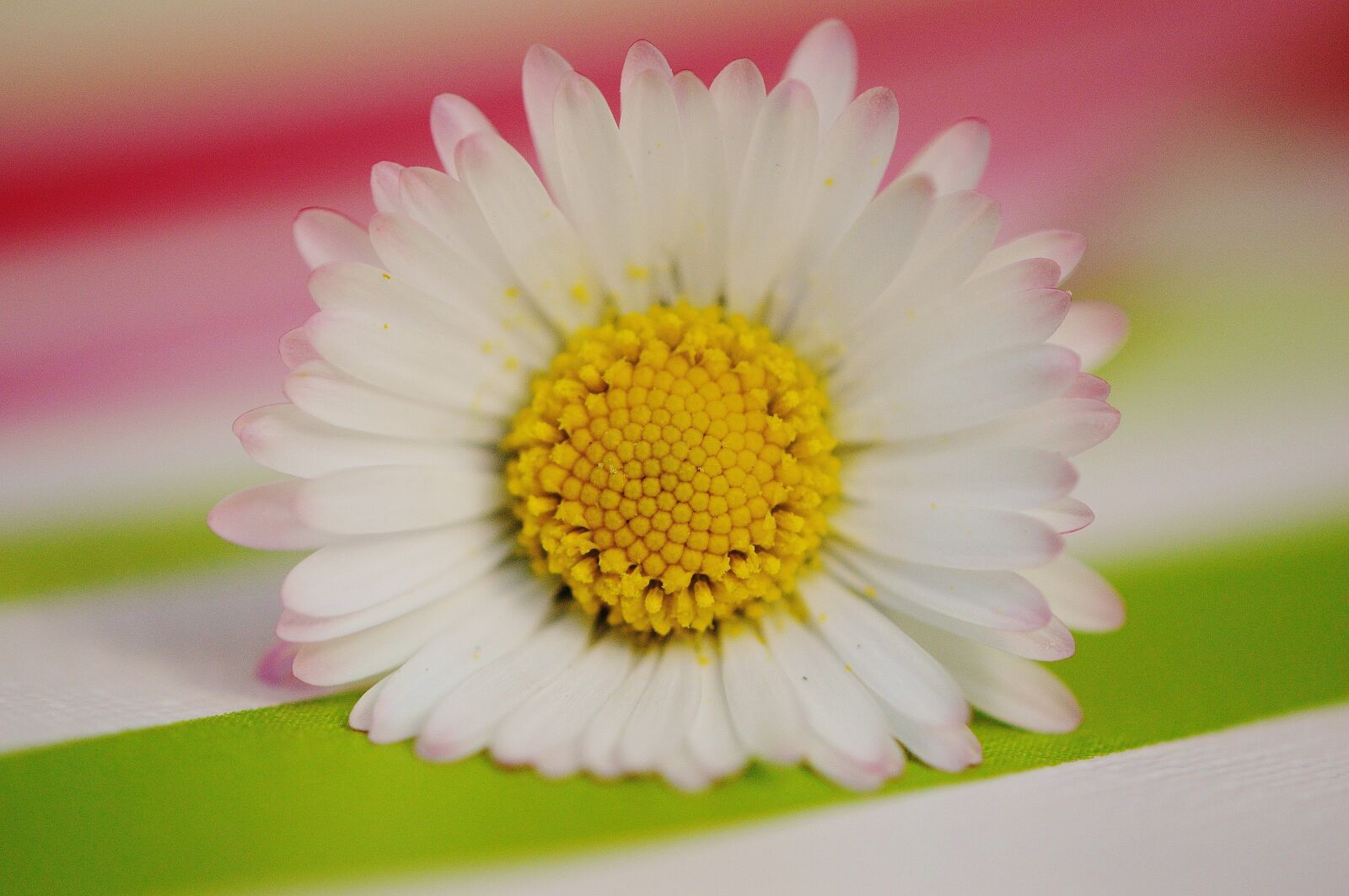 Nikon D3200 sample photo. Spring meadow, wildflowers, daisy photography
