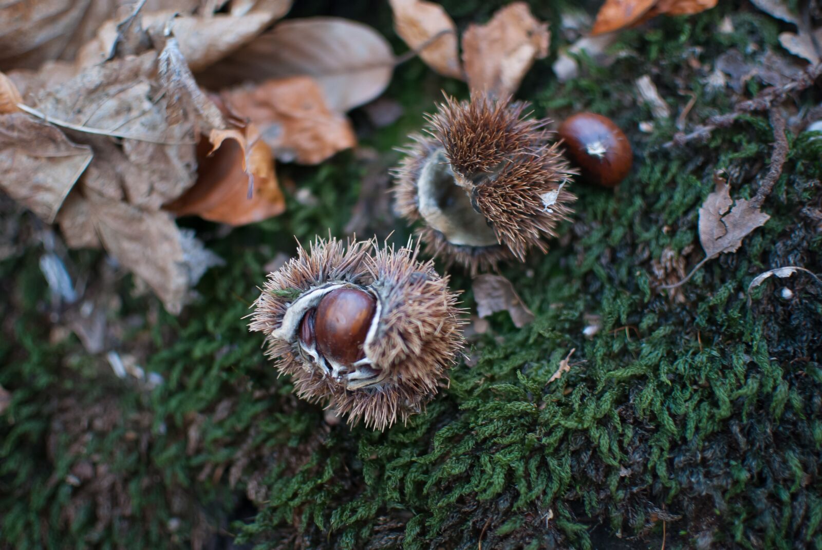 Nikon D80 sample photo. Fall, chestnut, brown photography