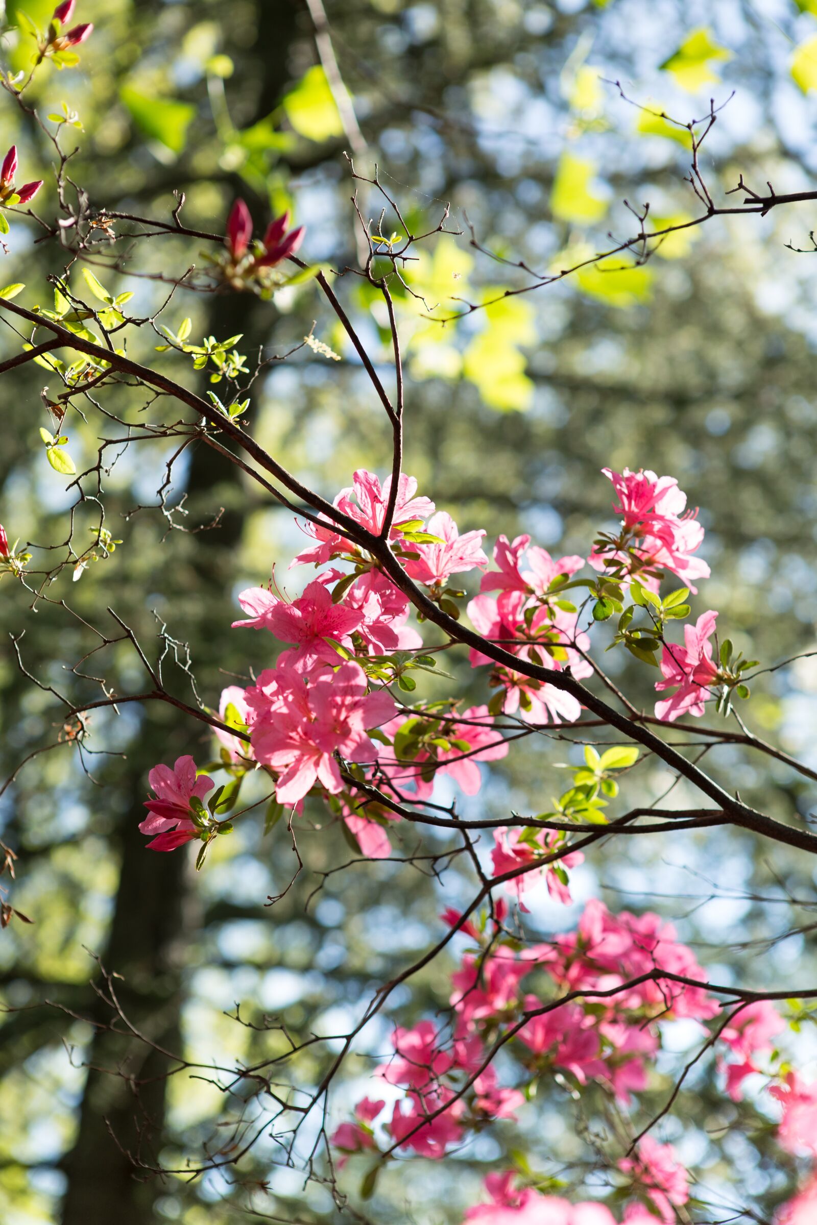 Canon EF 24-70mm F2.8L USM sample photo. Flowers, branch, trees photography