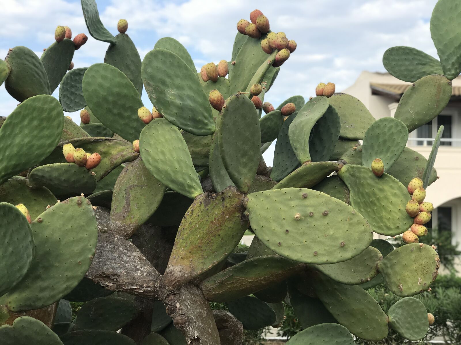Apple iPhone 7 Plus sample photo. Cactus, prickly pear, plant photography