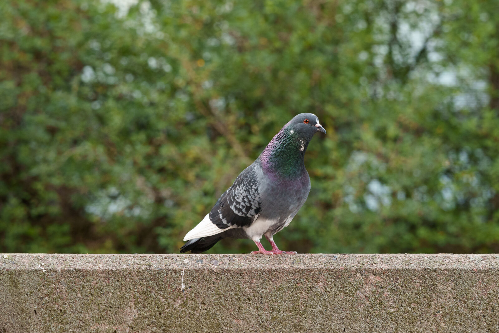 Sigma 28-105mm F2.8 DG DN | Art sample photo. Curious pigeon photography