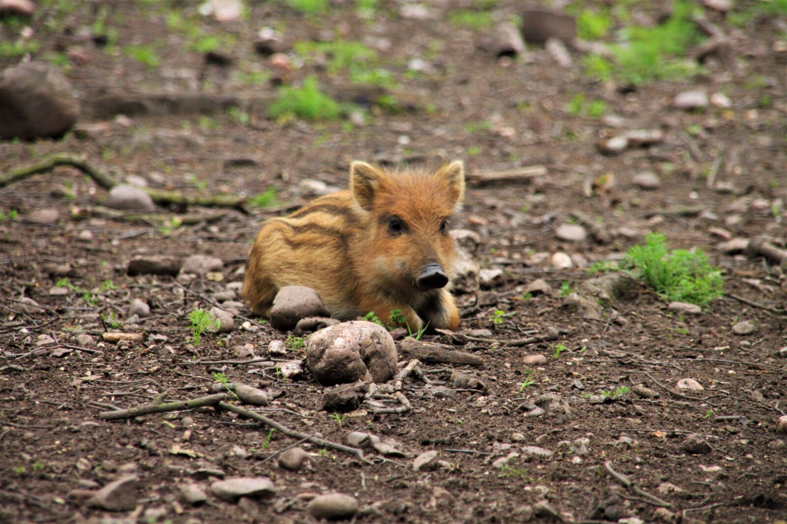 Canon EOS 500D (EOS Rebel T1i / EOS Kiss X3) sample photo. Boar, wild boar, launchy photography