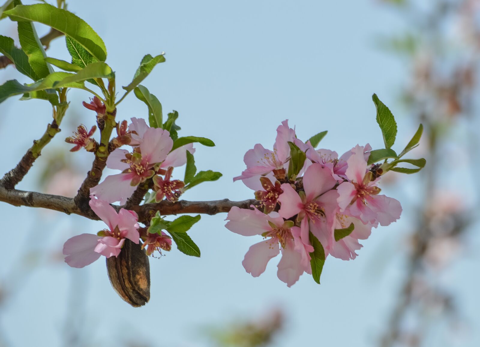 Nikon D3200 sample photo. Flower, branch, nature photography