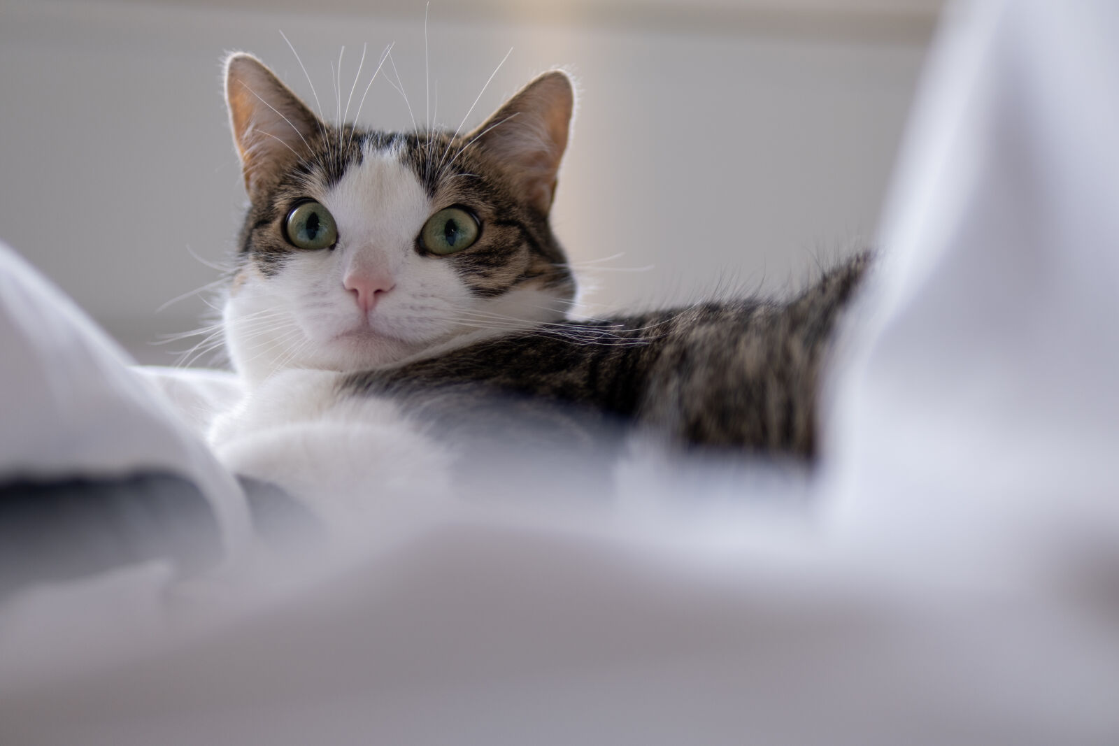 Sigma 30mm F1.4 DC DN | C sample photo. Cat is not amused photography