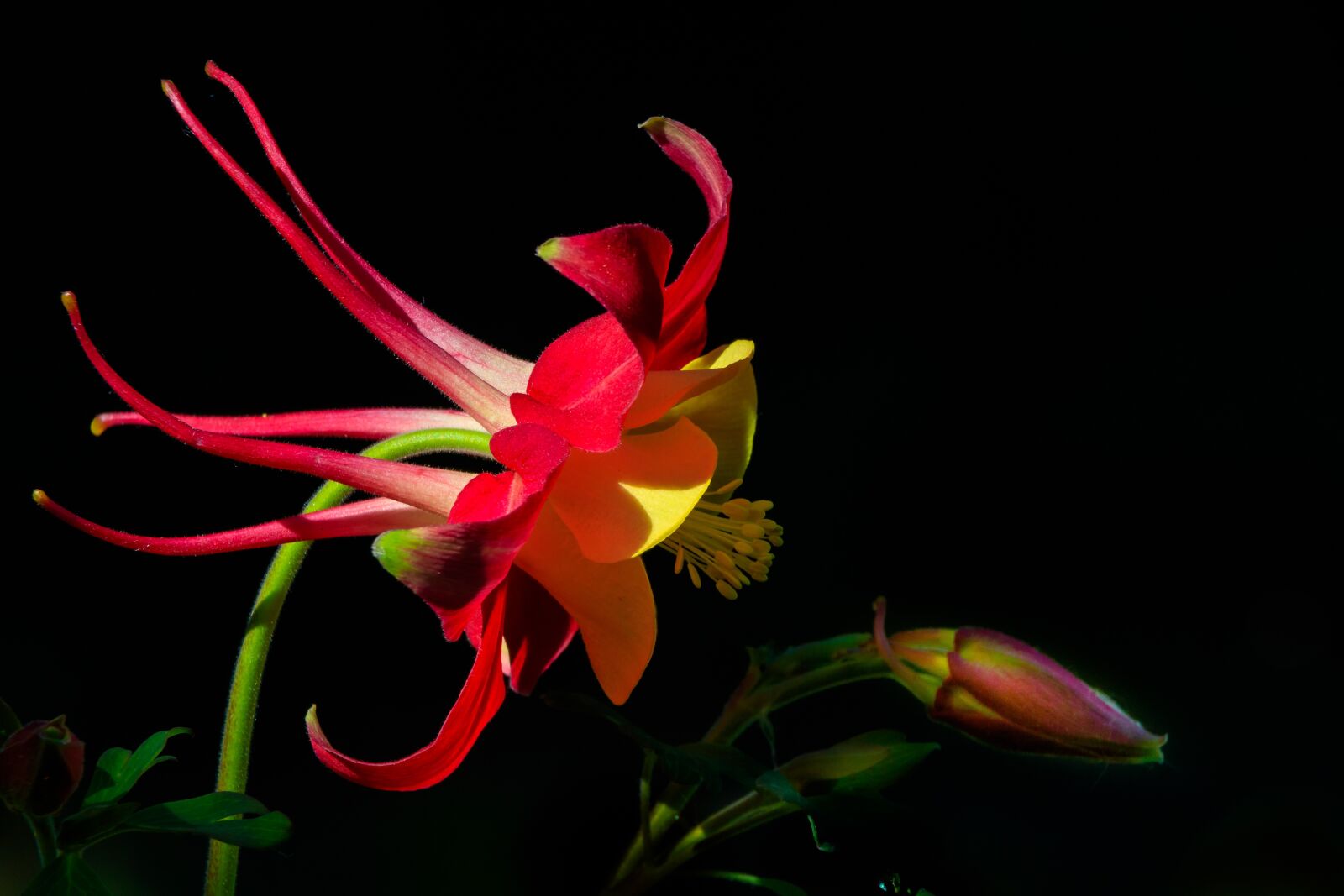 Canon EF 70-300 F4-5.6 IS II USM sample photo. Columbine, buttercup, flower garden photography