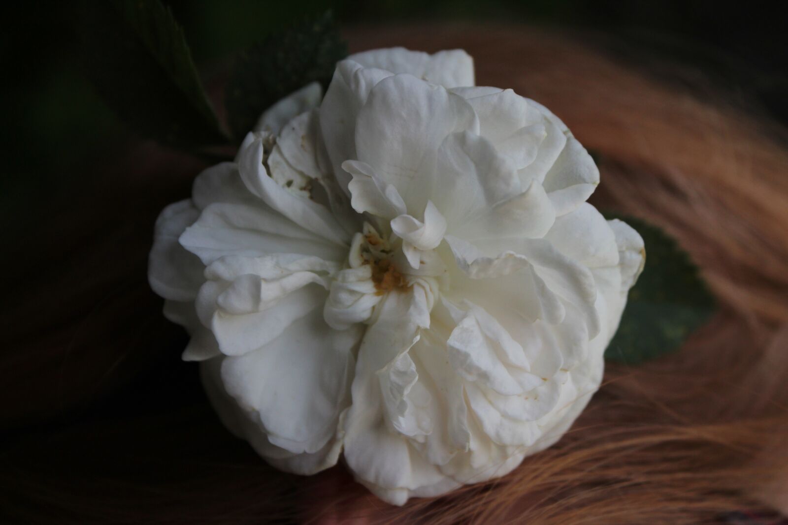 Canon EOS 1300D (EOS Rebel T6 / EOS Kiss X80) sample photo. Flower, rose, white rose photography