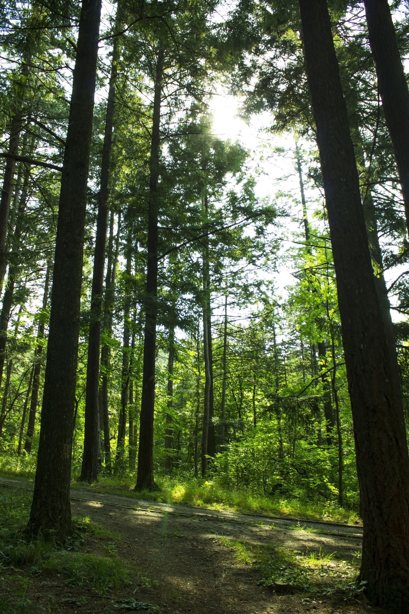 Canon EOS 1100D (EOS Rebel T3 / EOS Kiss X50) sample photo. Forest, green, tree photography