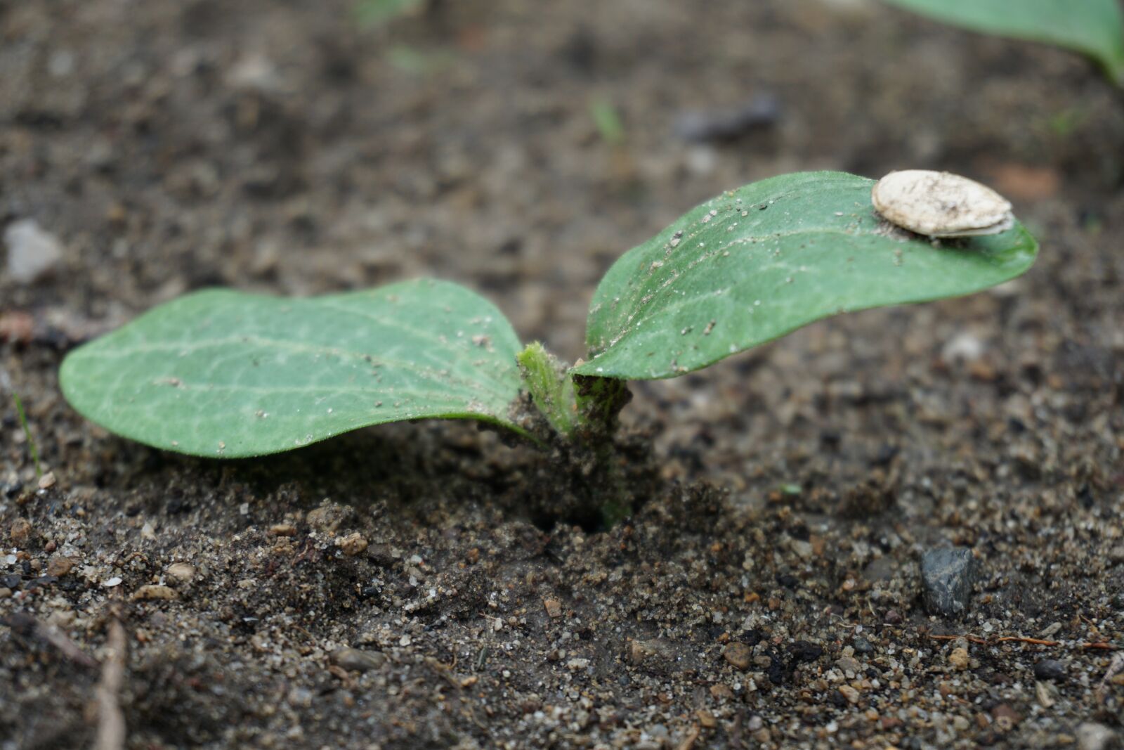 Sony a6000 sample photo. Zucchini, bud, the marrow photography