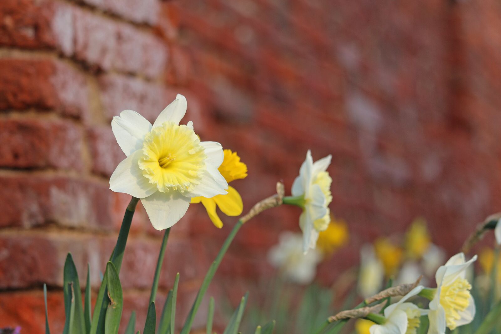 Canon EF-S 55-250mm F4-5.6 IS STM sample photo. Osterglocken, spring, yellow photography