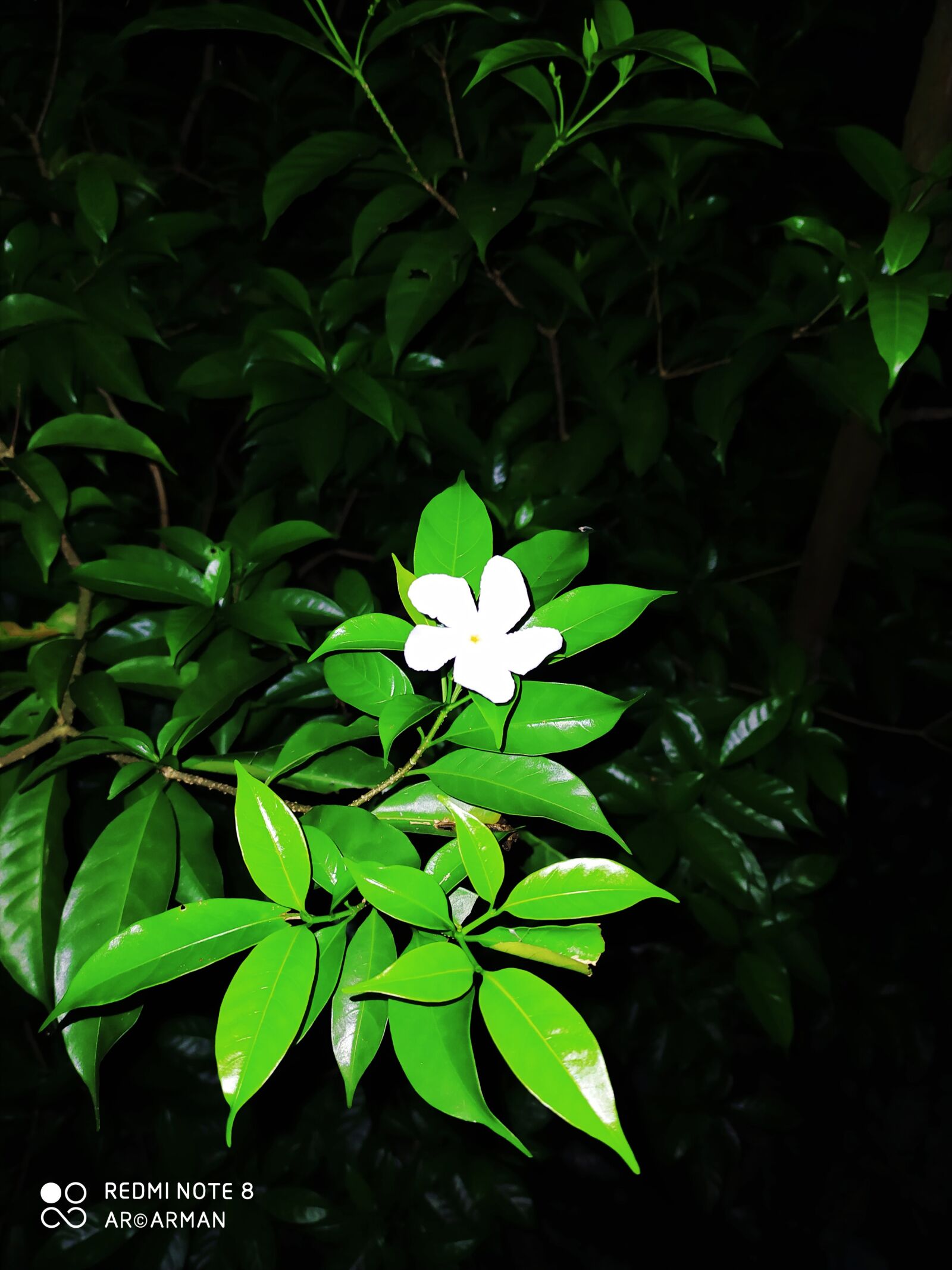 Xiaomi Redmi Note 8 sample photo