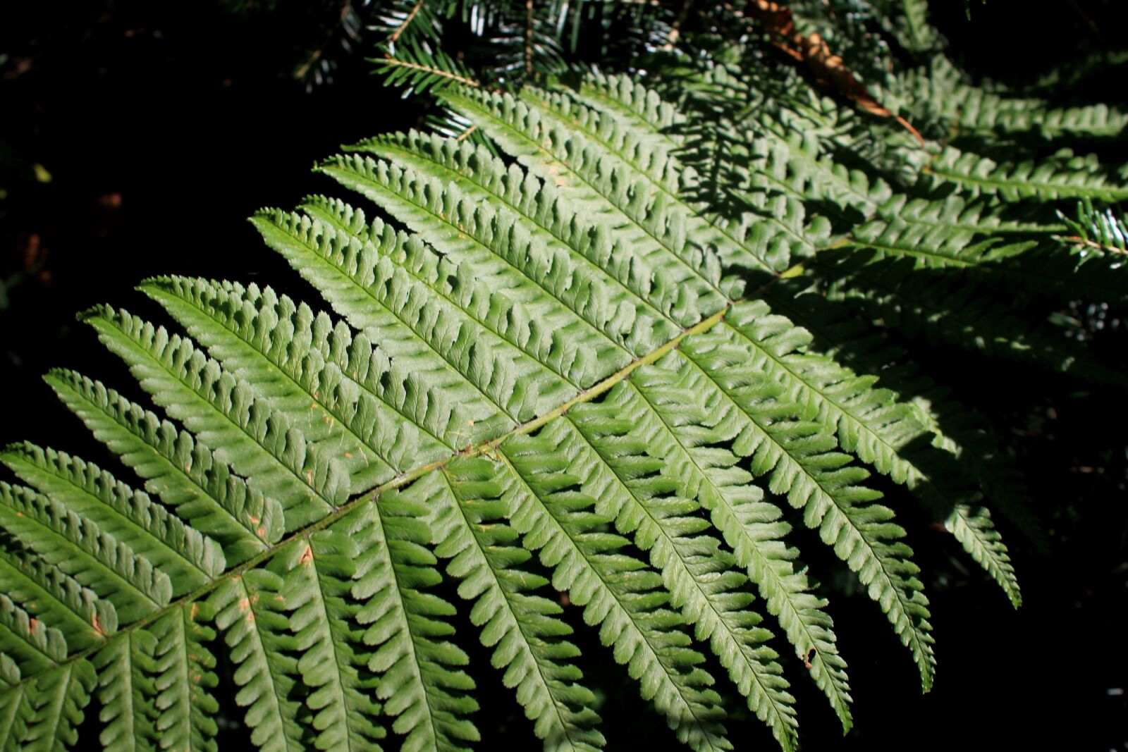 Canon EOS 1100D (EOS Rebel T3 / EOS Kiss X50) sample photo. Fern, forest, undergrowth photography