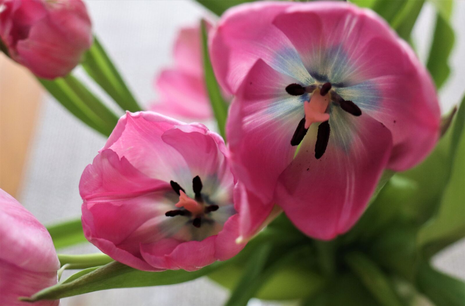 Canon EOS M6 sample photo. Flowers, spring, tulips photography