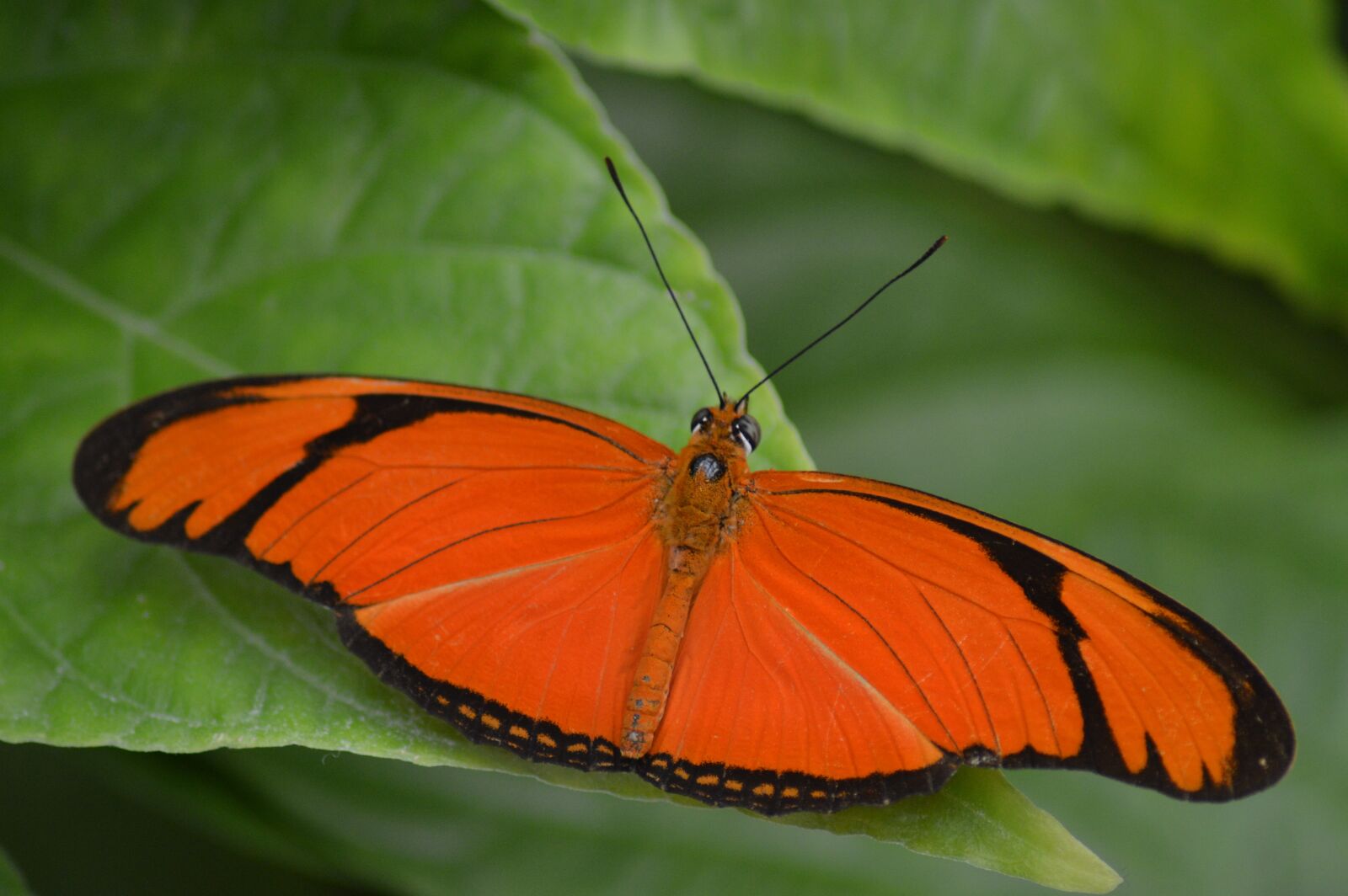 Nikon D3200 sample photo. Butterfly, orange, wings photography