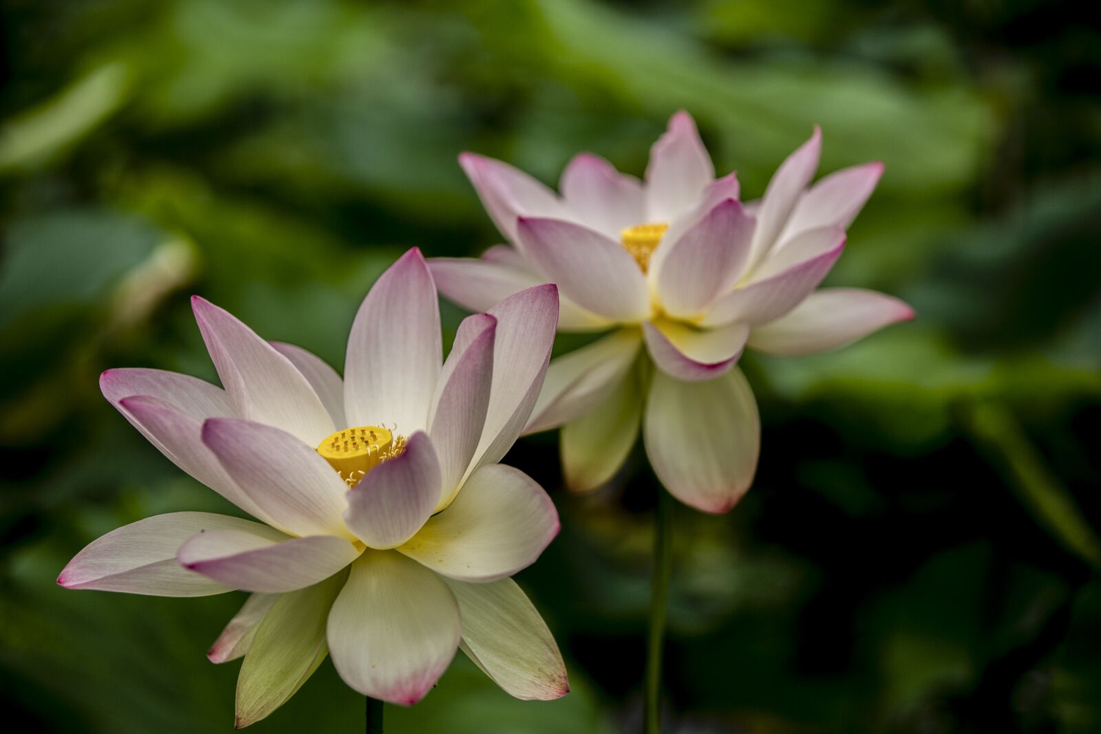 Canon EOS 5D Mark III sample photo. Pink, lotus, flowers photography