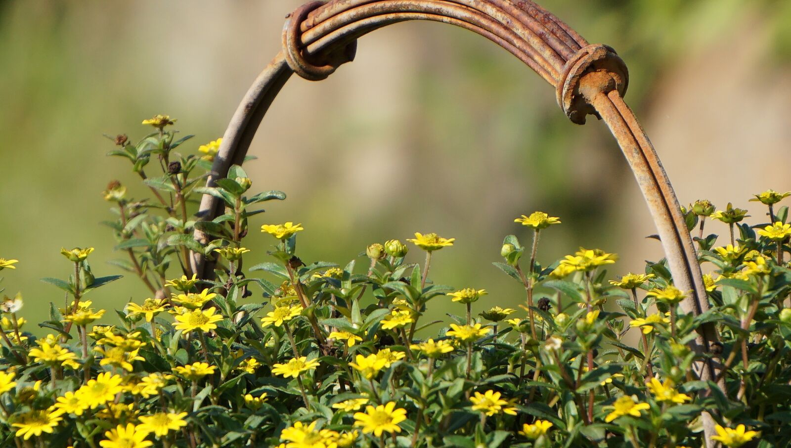 Sony a5100 sample photo. Garden, flower, nature photography