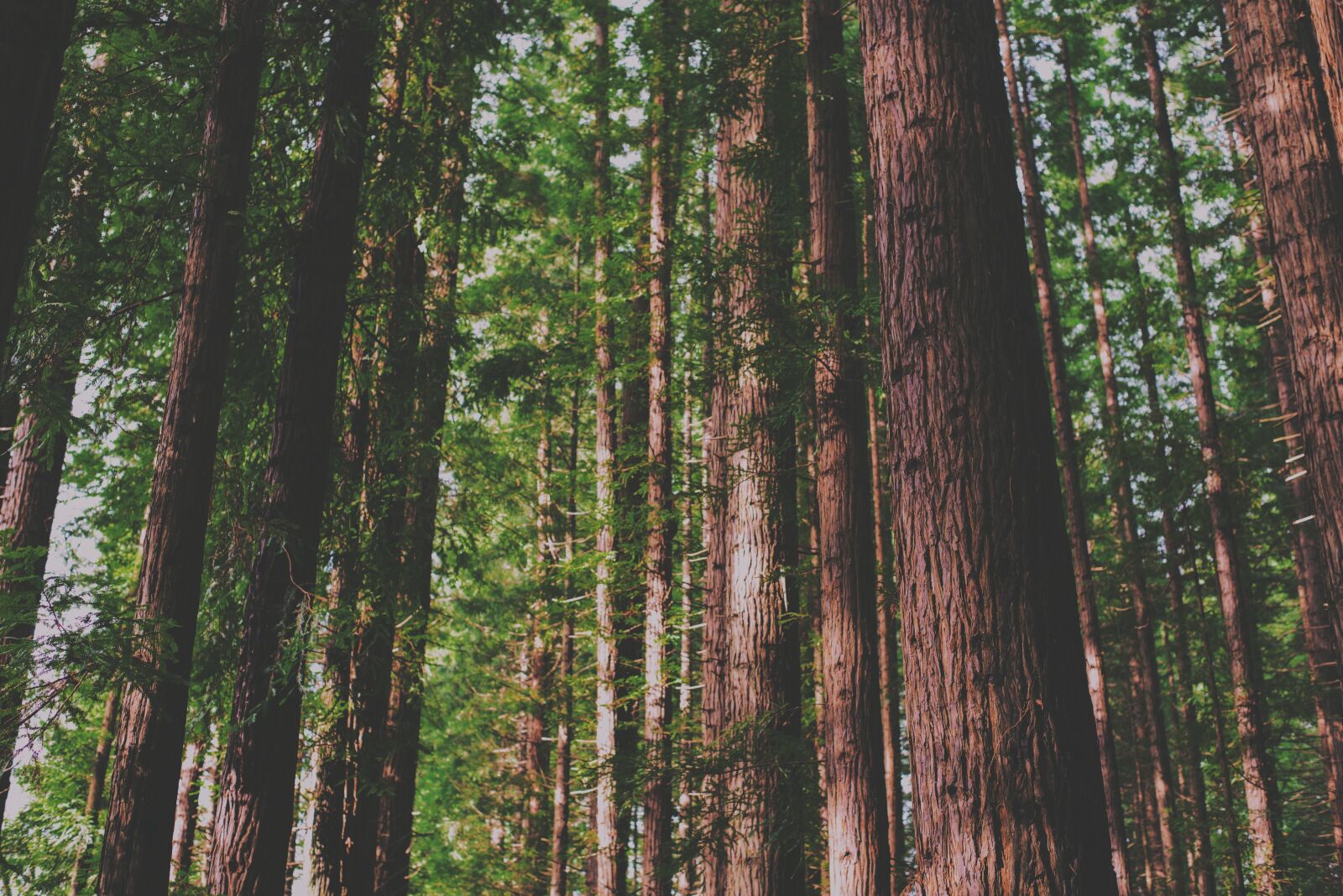 Nikon D610 + Nikon AF-S Nikkor 50mm F1.8G sample photo. Bark, forest, leaves photography