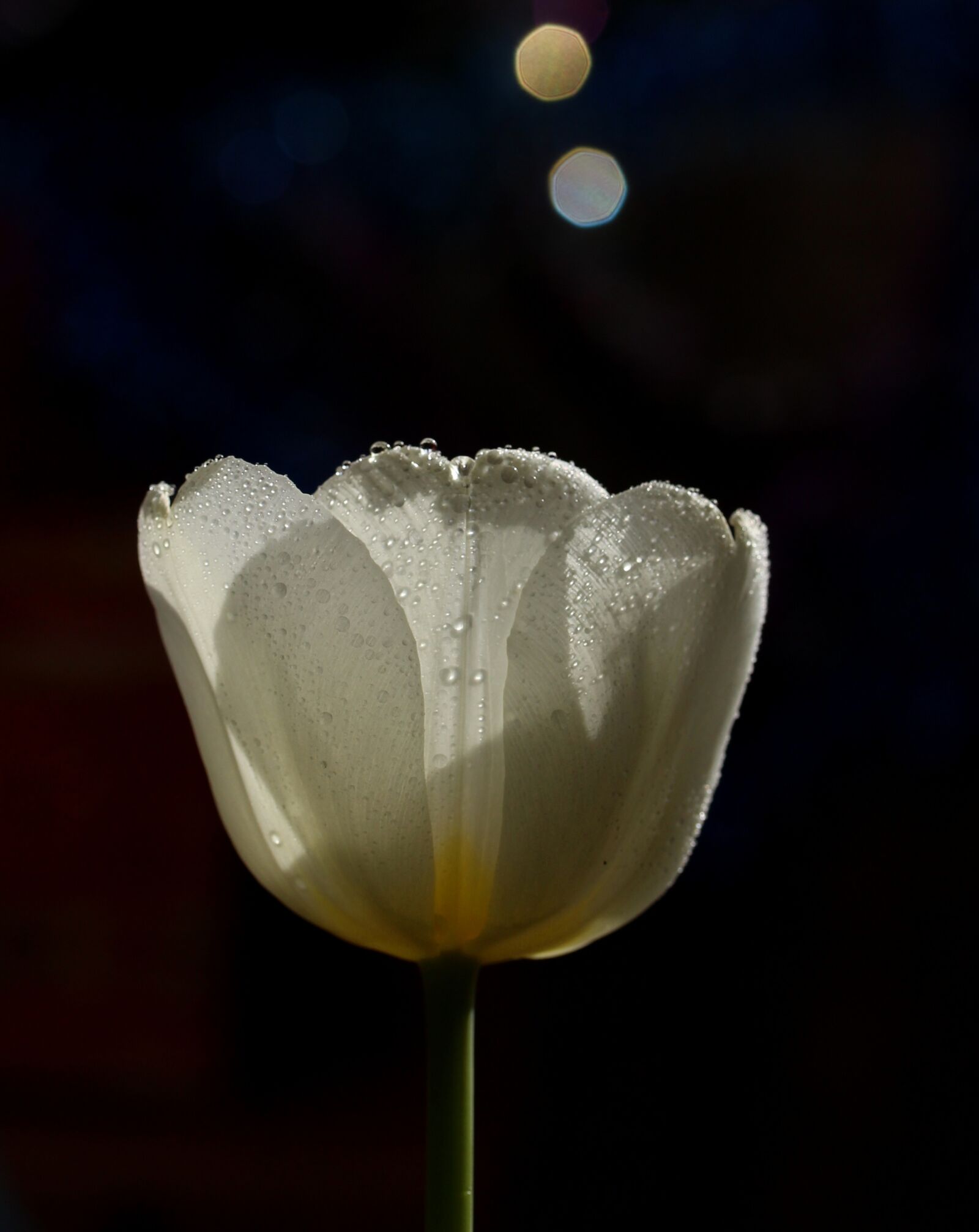 Canon EOS 700D (EOS Rebel T5i / EOS Kiss X7i) sample photo. Tulip, white, drops photography