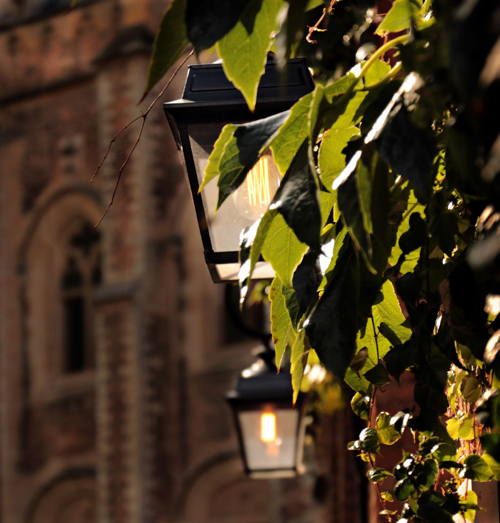 Canon EOS 80D sample photo. Lantern, church, vine leaves photography