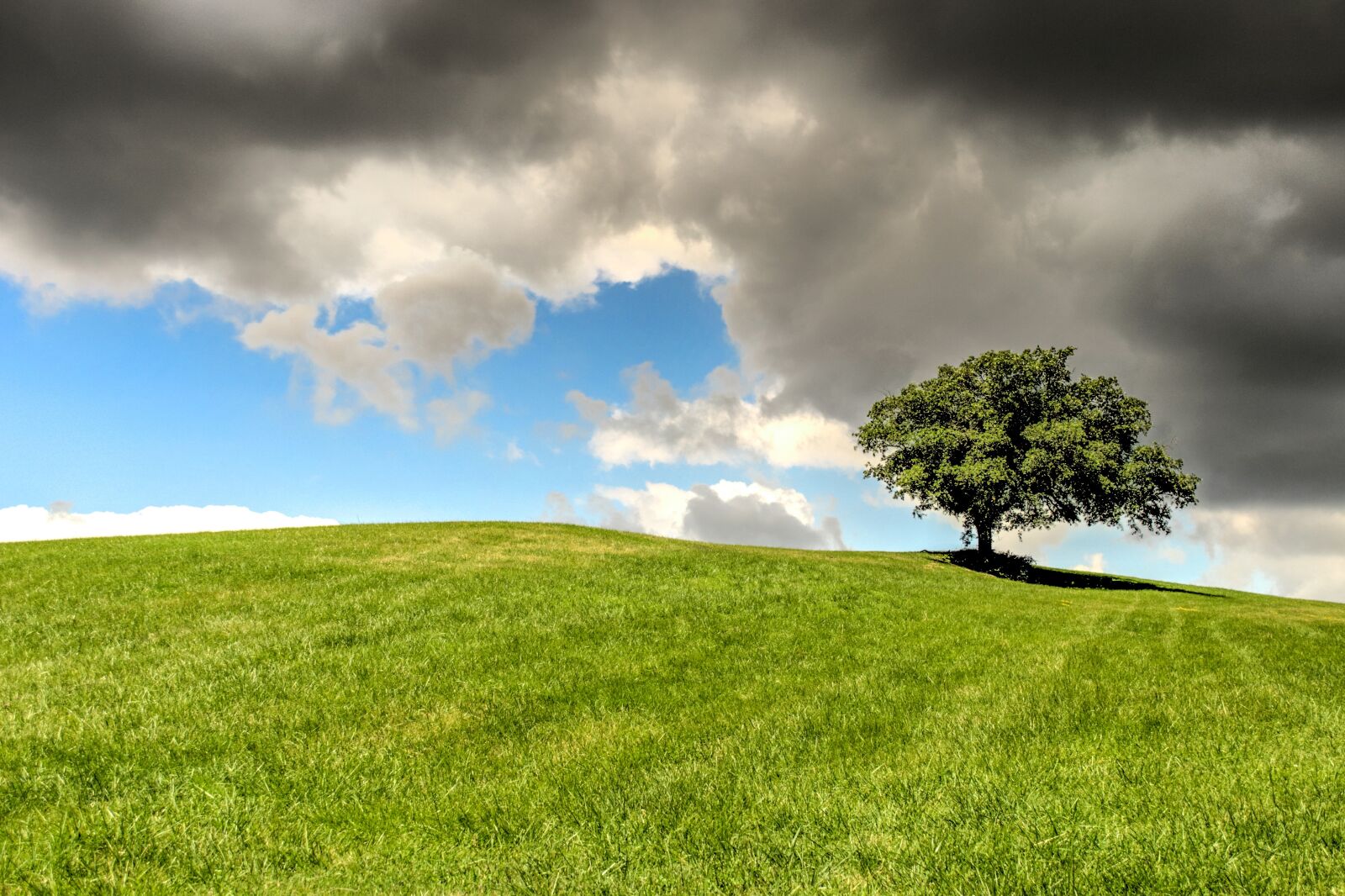 Nikon D5000 sample photo. Hill, lonely, tree photography