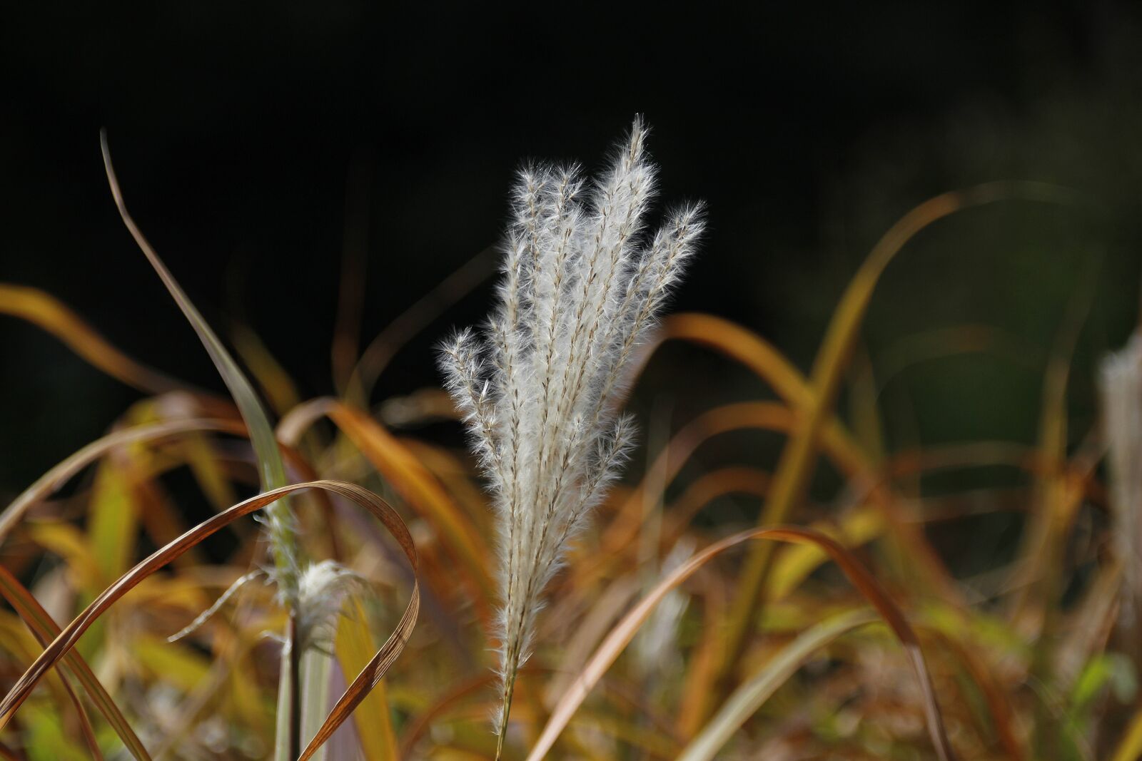 Canon EOS 700D (EOS Rebel T5i / EOS Kiss X7i) sample photo. Plant, hell, flora photography