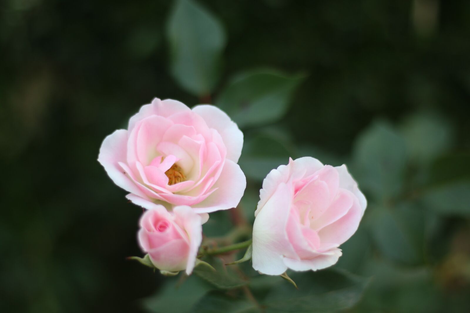 Canon EOS 70D + Canon EF 50mm F1.8 STM sample photo. Flowers, three, pink photography