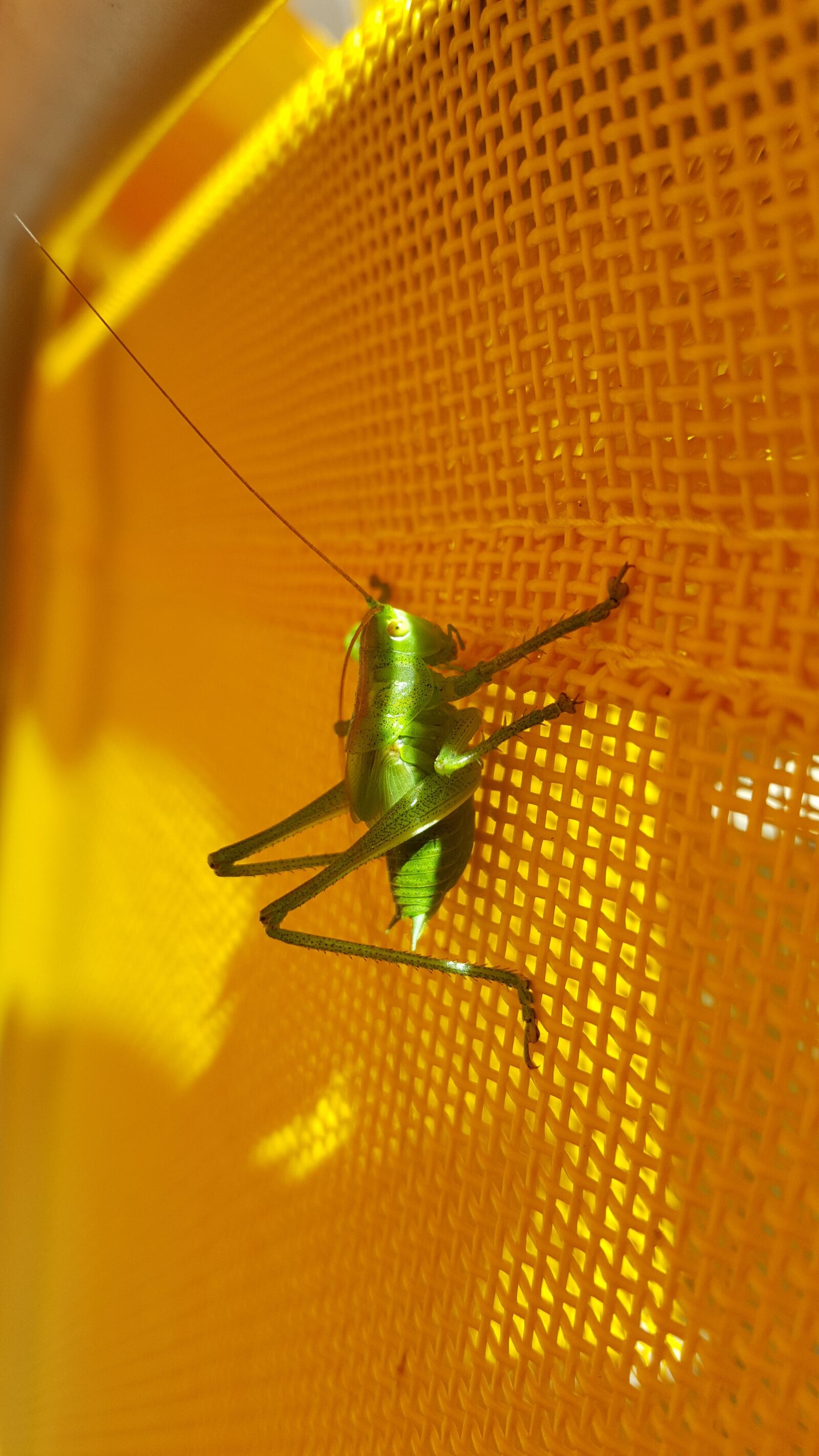 Samsung Galaxy S6 sample photo. Animal, green, grasshopper photography