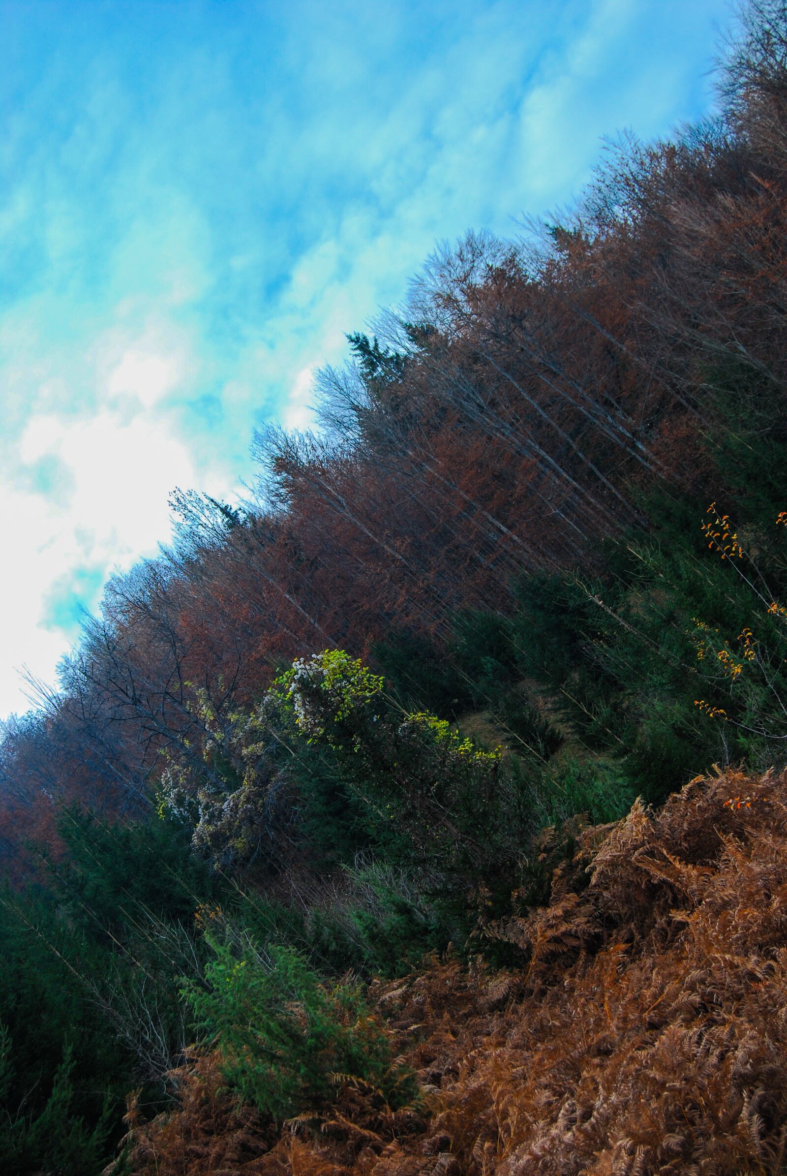 Nikon D60 sample photo. Autumn, mountain, nature photography
