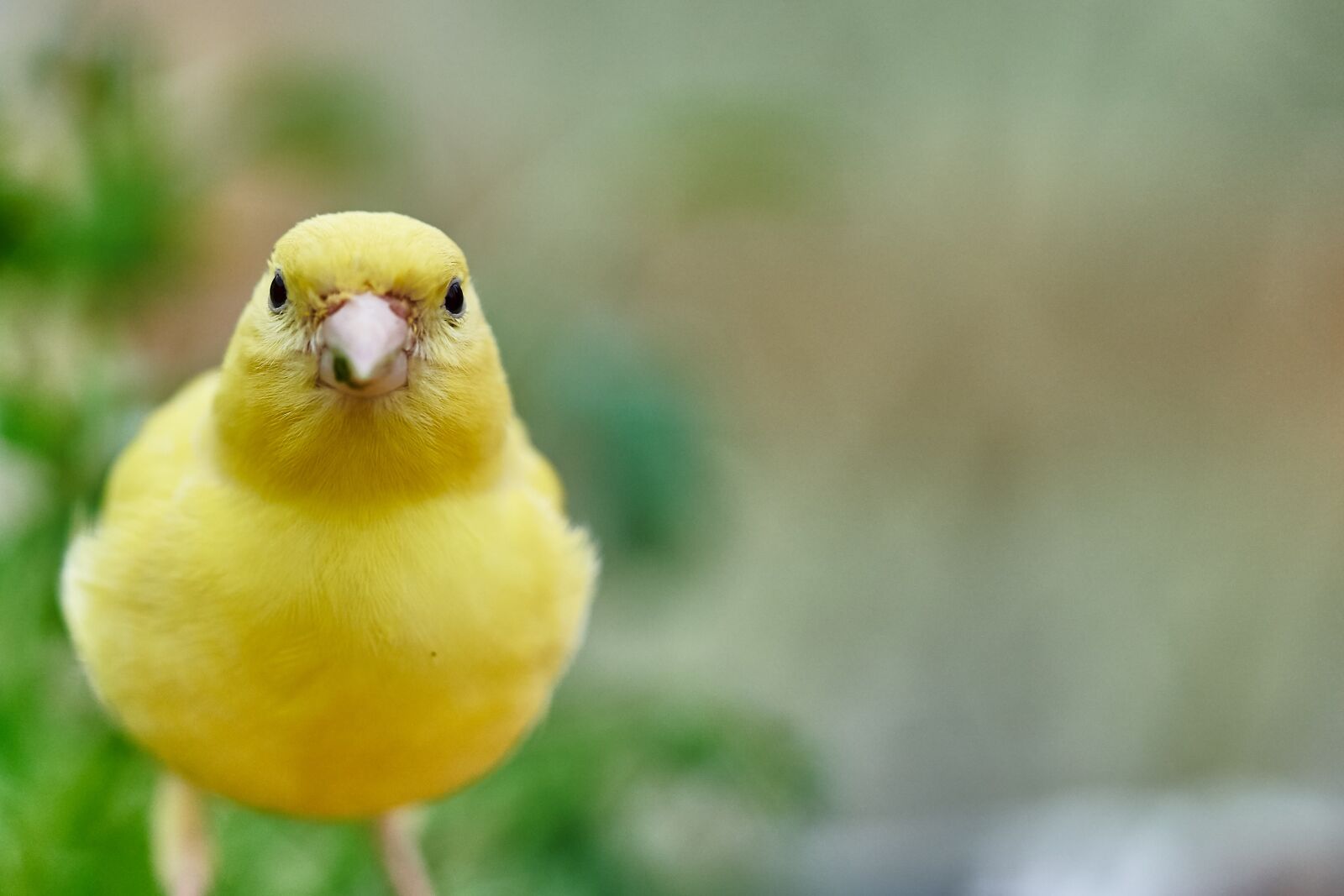 Sony FE 90mm F2.8 Macro G OSS sample photo. Bird, canary bird, eat photography