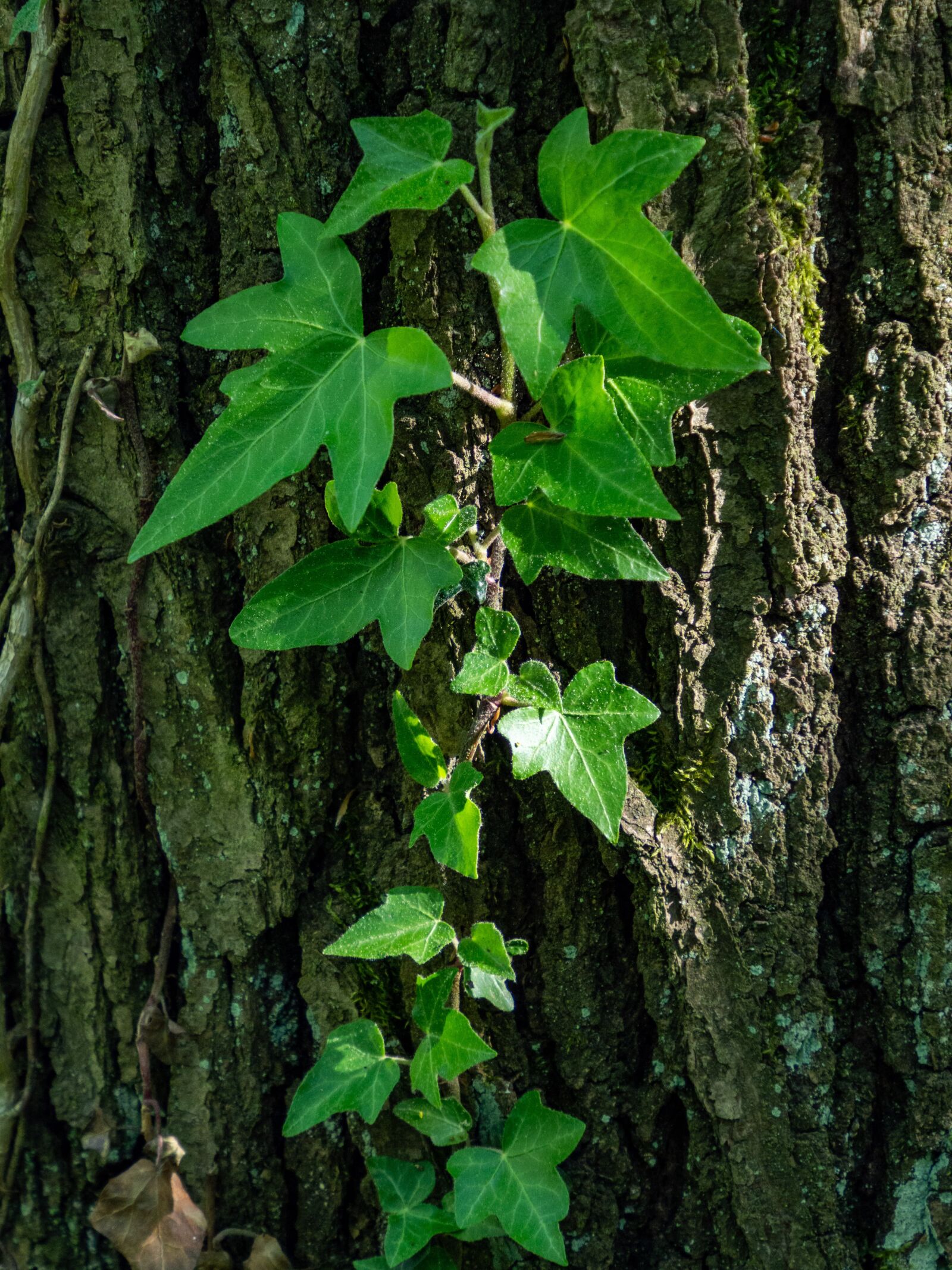 Olympus OM-D E-M10 III sample photo. Ivy, plant, climbing photography