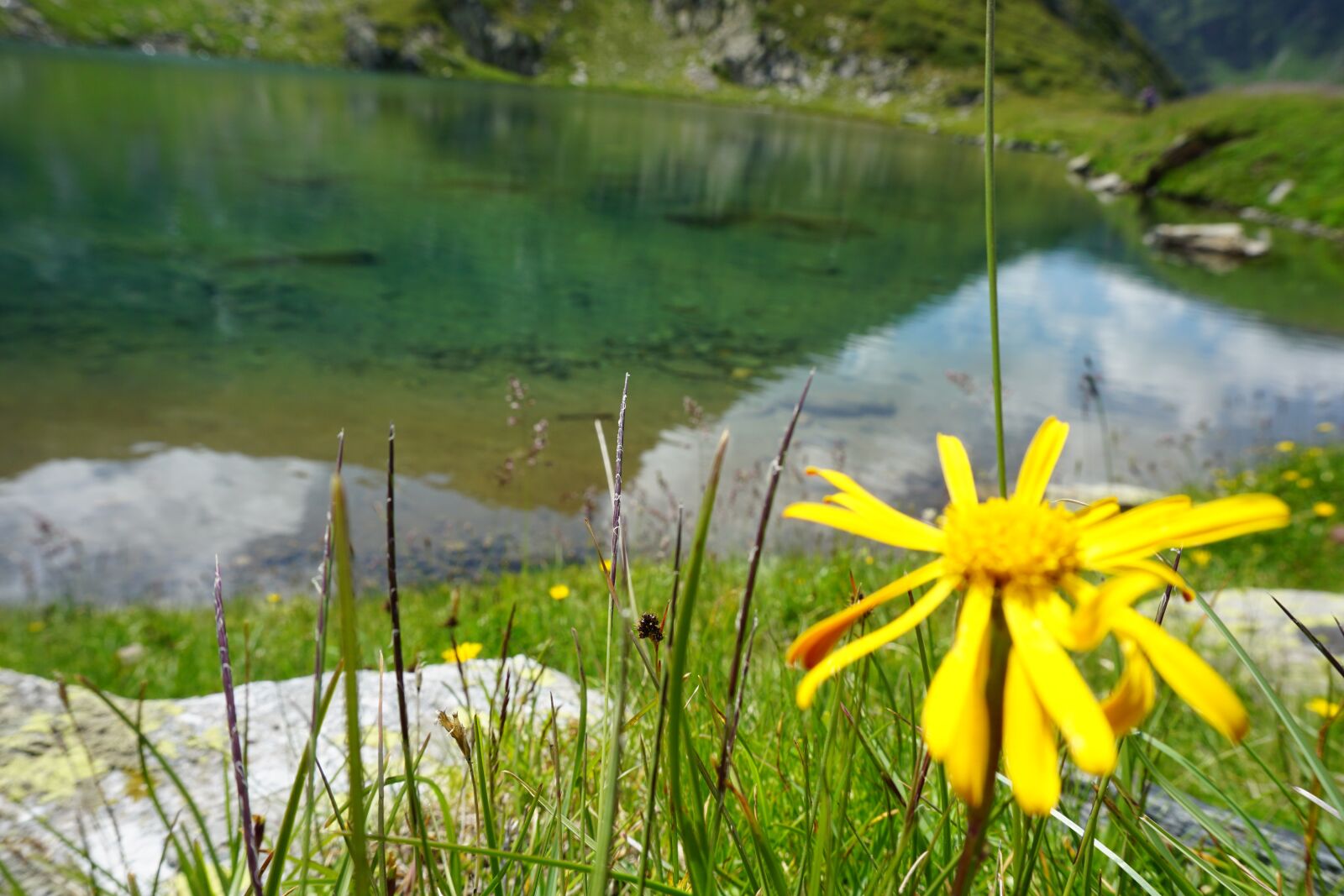 Sony a5100 + Sony E 16-50mm F3.5-5.6 PZ OSS sample photo. Mountain, lake, yellow flower photography