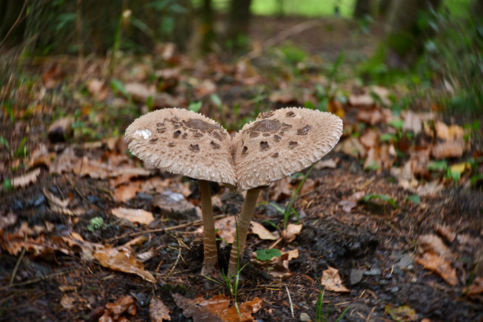Nikon D600 sample photo. Mushrooms, forest floor, forest photography