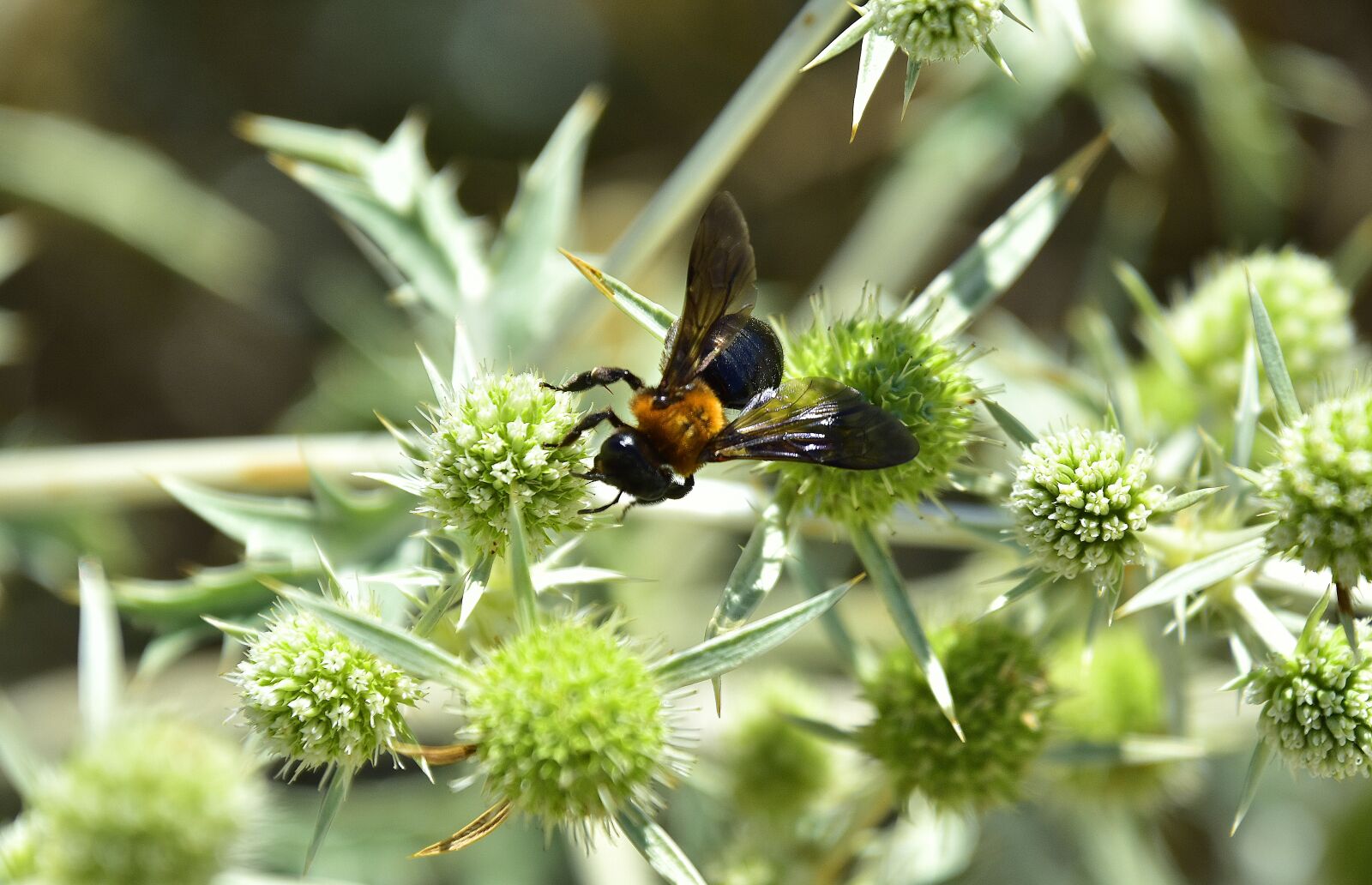 Nikon D7200 sample photo. Garden, flowers, insects photography