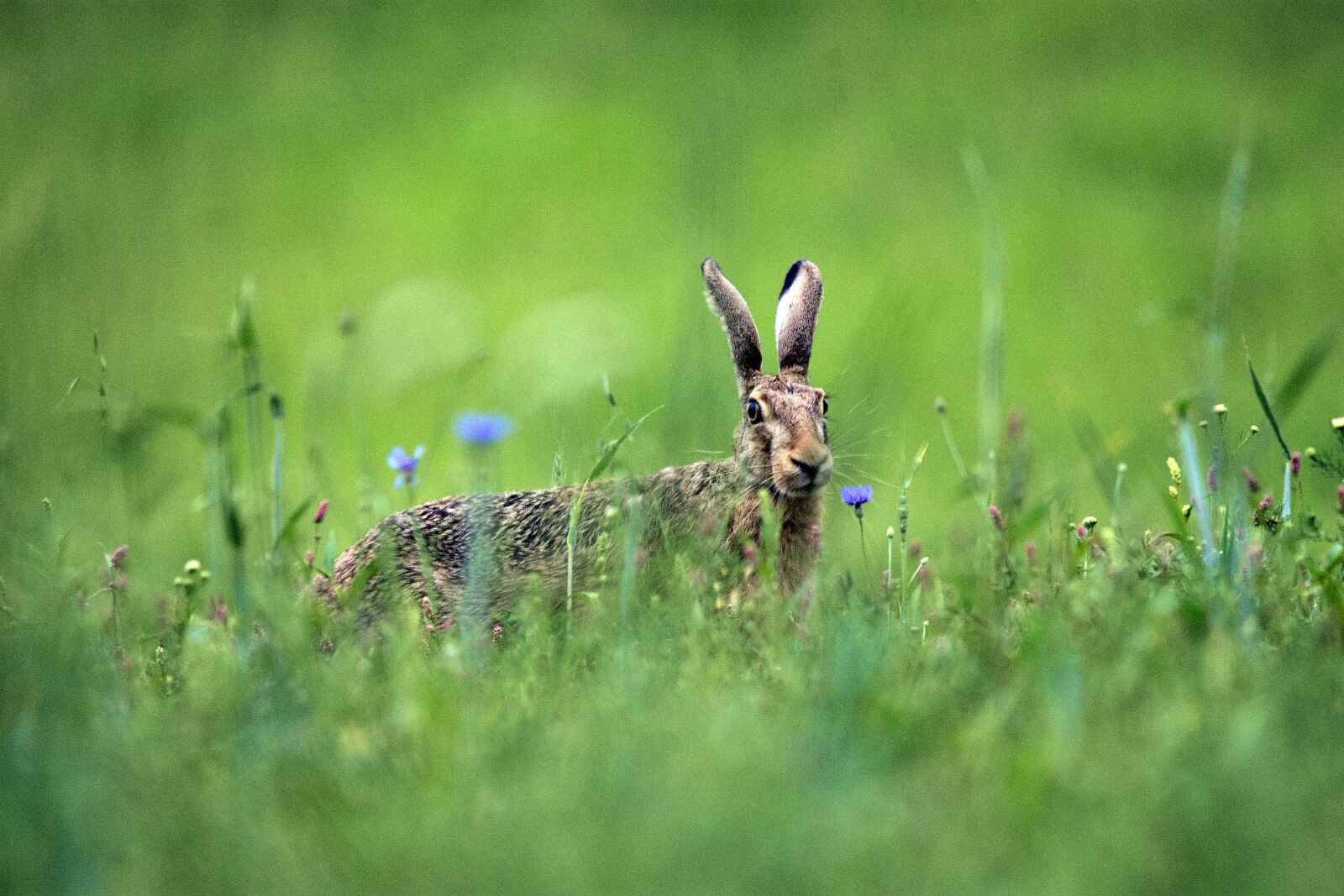 Nikon D3400 sample photo. Hare, nature, meadow photography