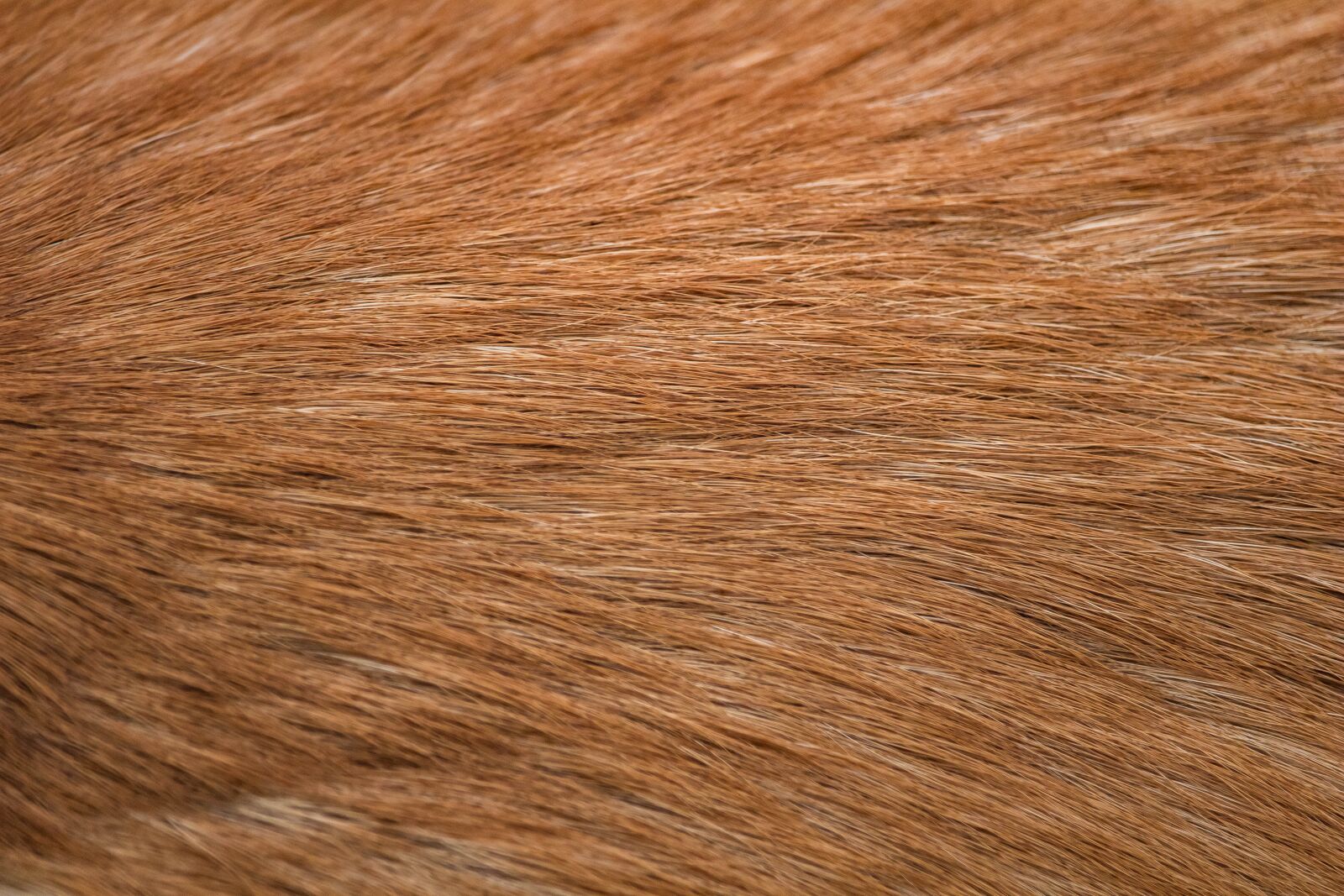 Canon EF-S 55-250mm F4-5.6 IS STM sample photo. Pelage, animal hair, dog photography