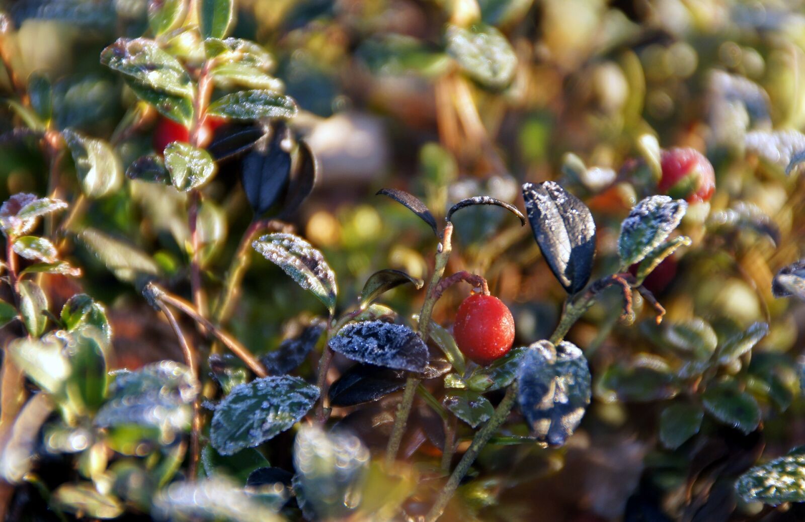Sony DT 18-200mm F3.5-6.3 sample photo. Cowberry, winter, winter landscape photography