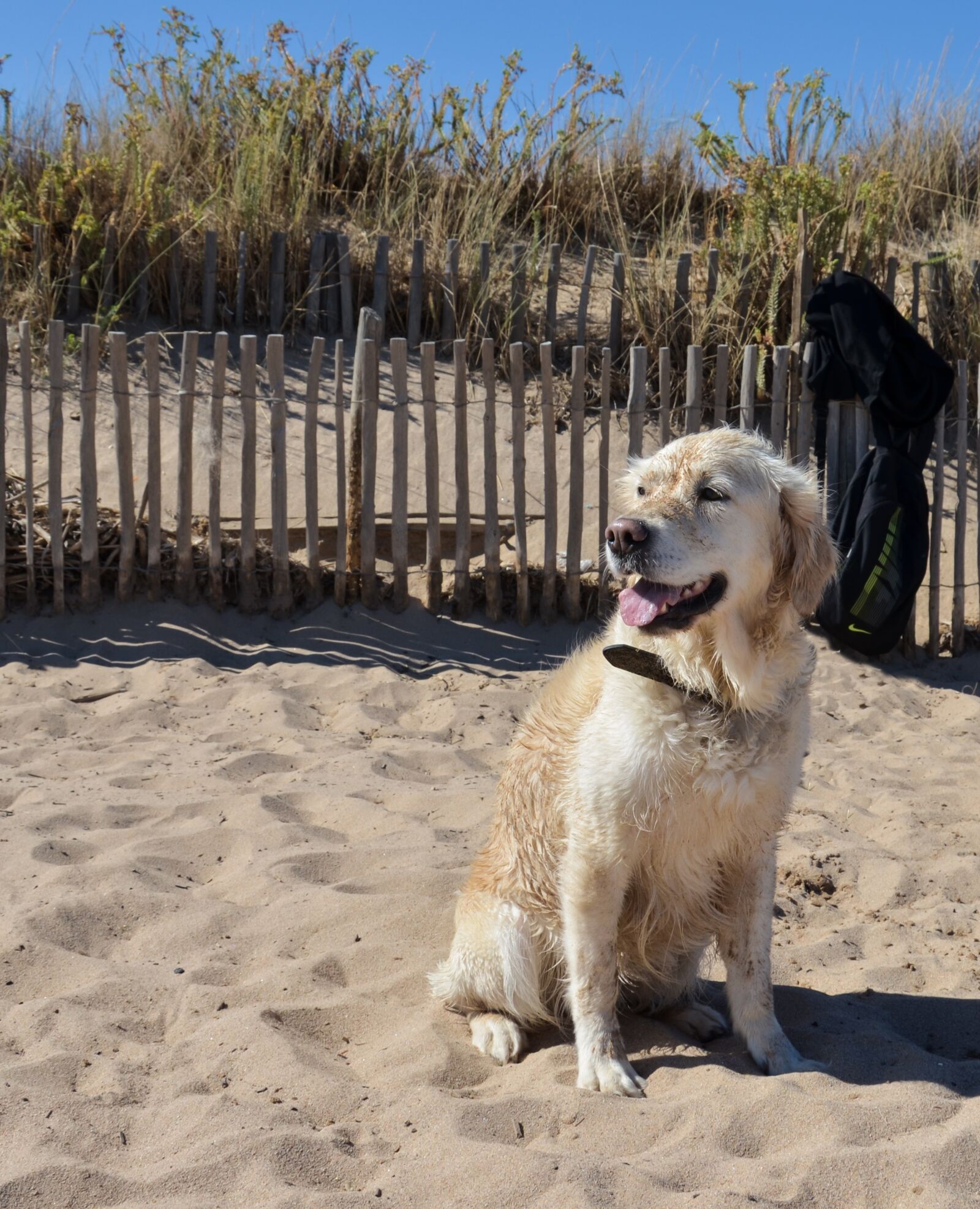 Nikon D5100 sample photo. Dog, golden retriever, golden photography
