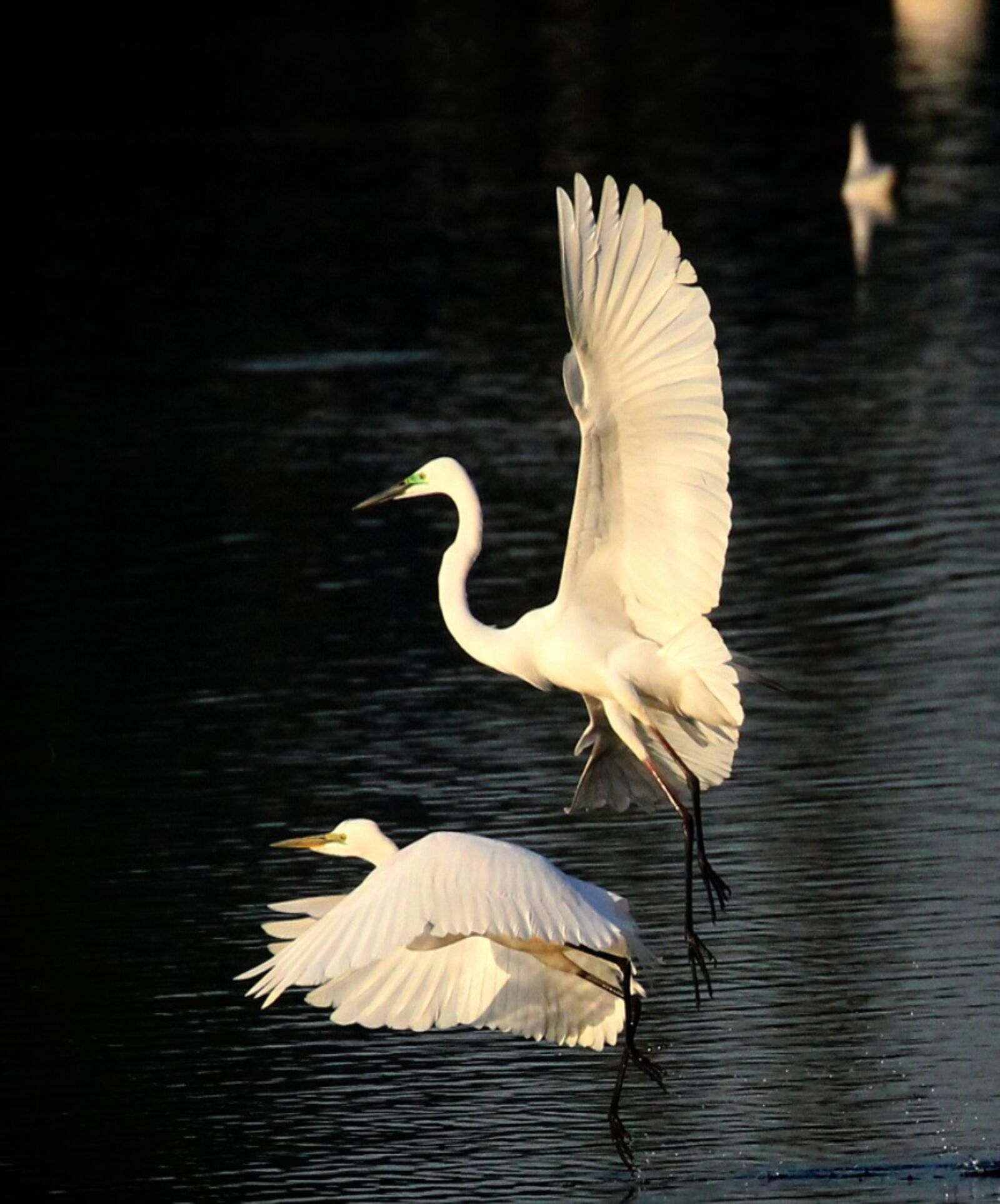 Canon EOS 60D sample photo. Egret, feather, flight photography
