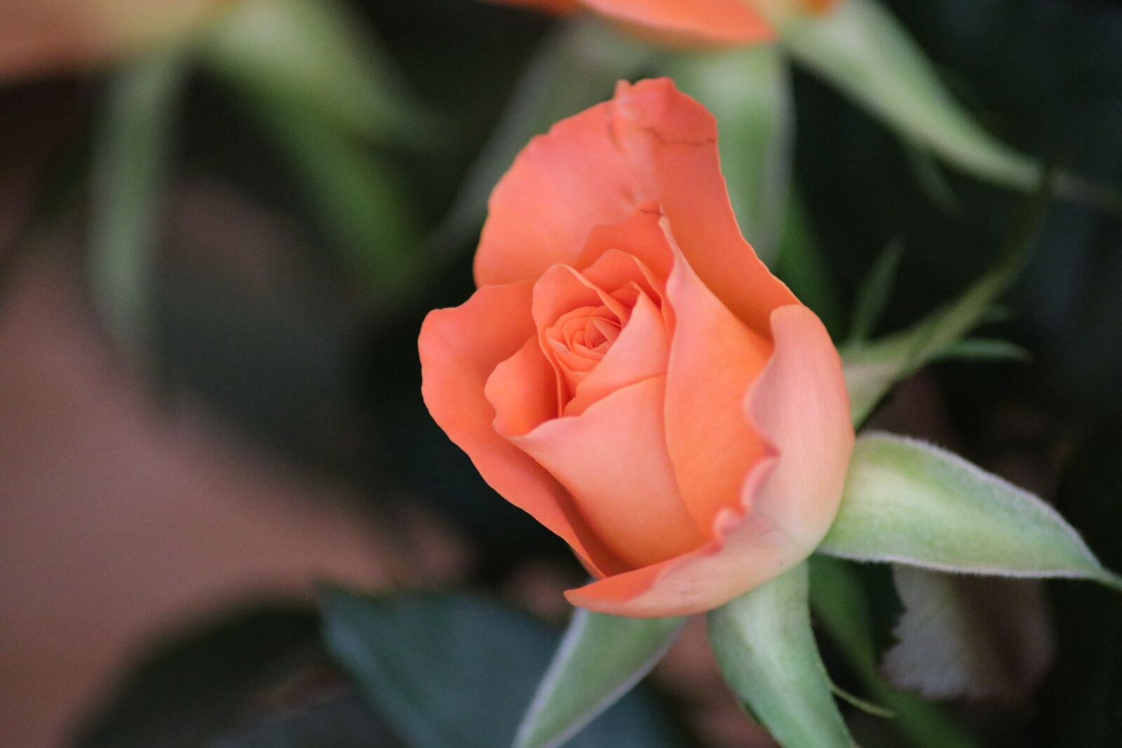 Canon EOS 80D sample photo. Rose, salmon, close up photography